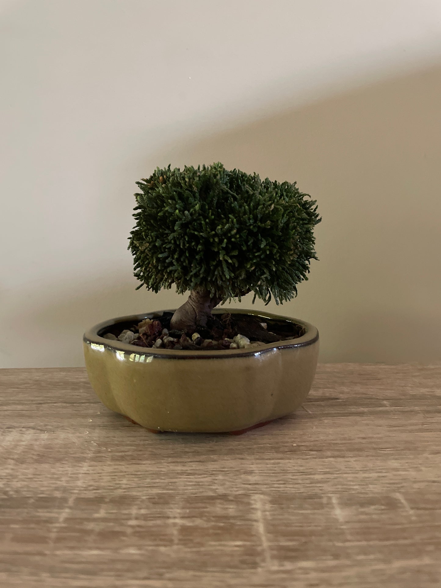 Lawson Cypress Bonsai