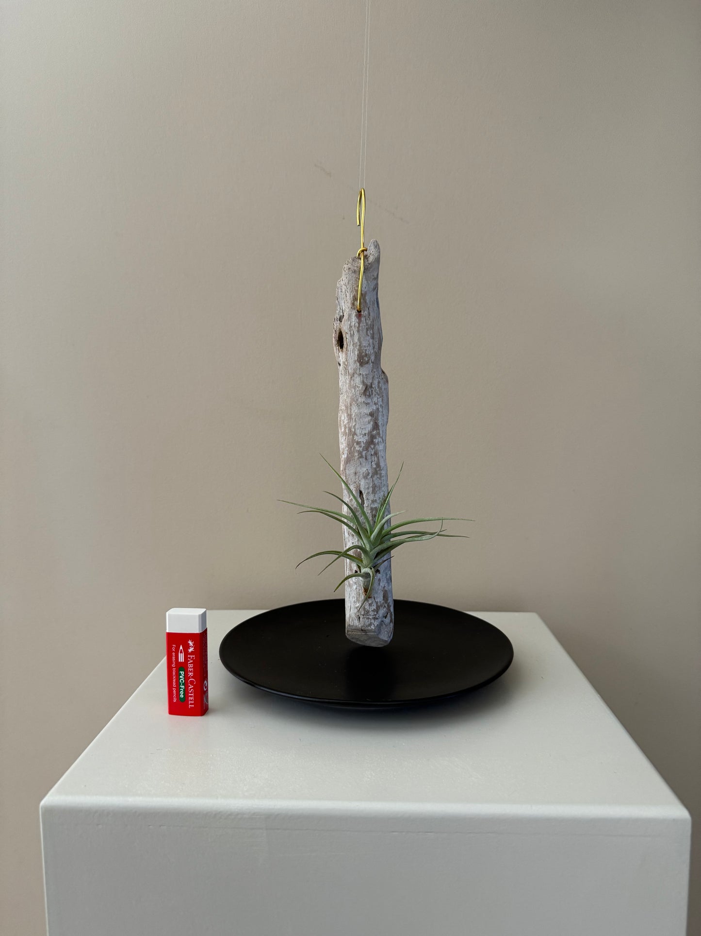 Driftwood & Air Plant 10