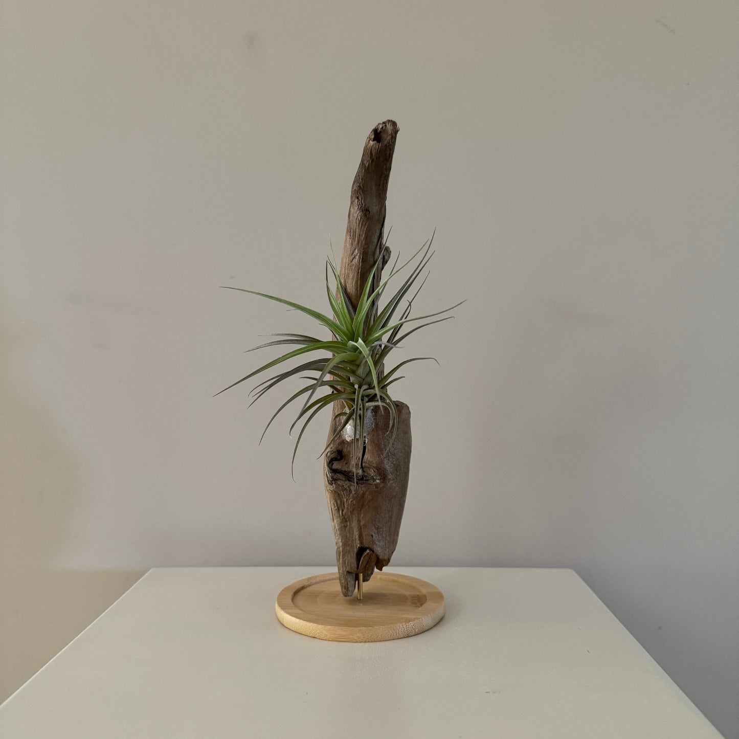Airplant and drift wood