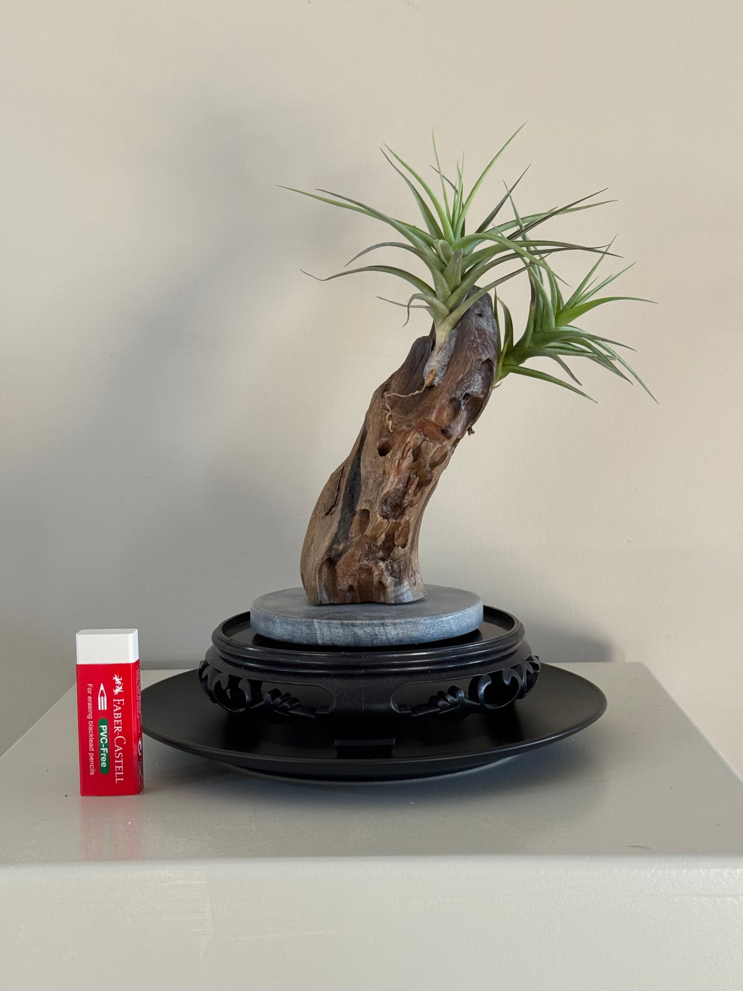 Driftwood & 2 Air Plants 4