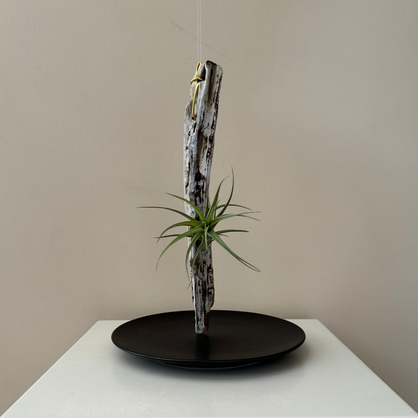 Driftwood & Air Plant 11