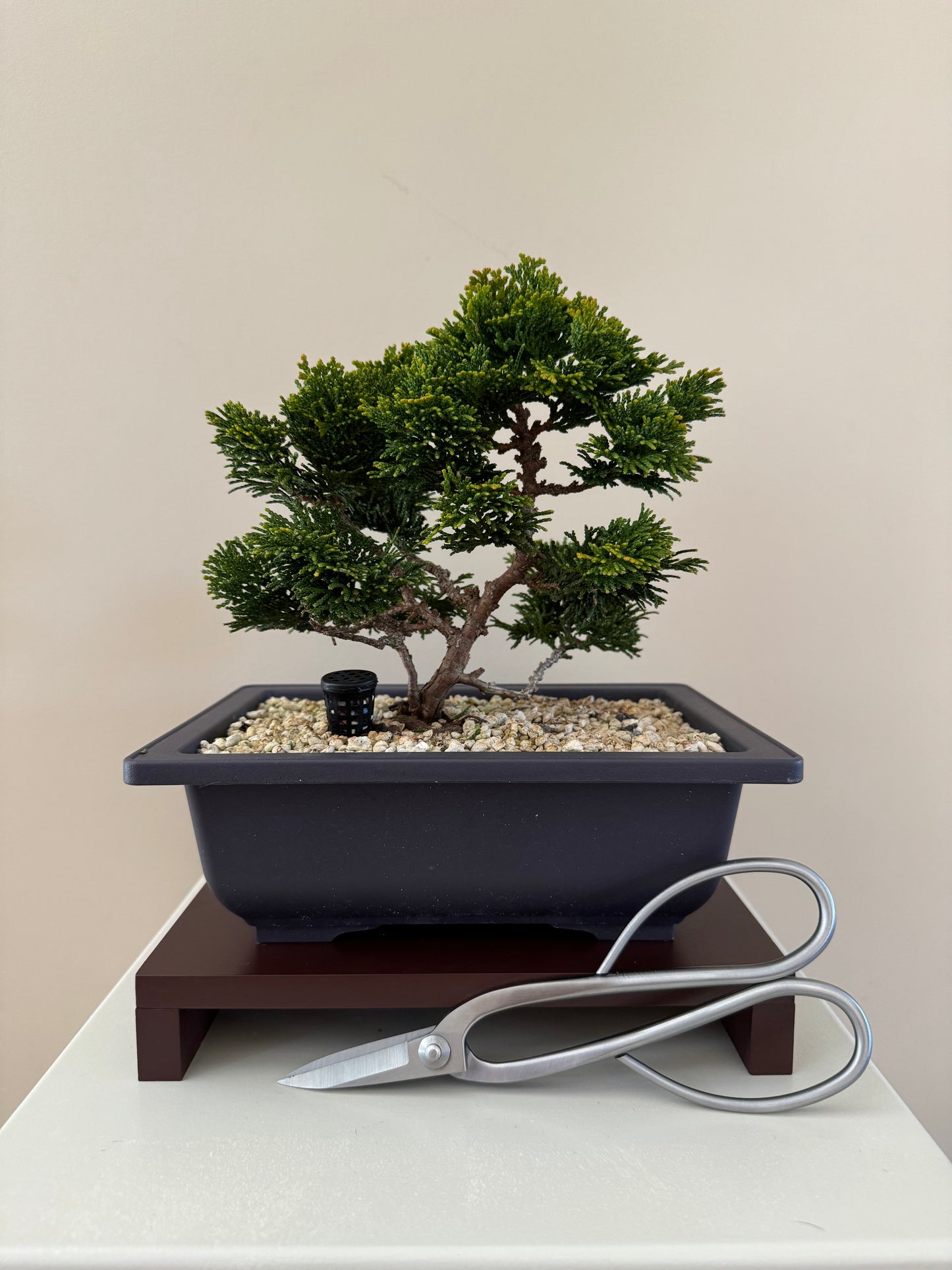 Hinoki Cypres Bonsai