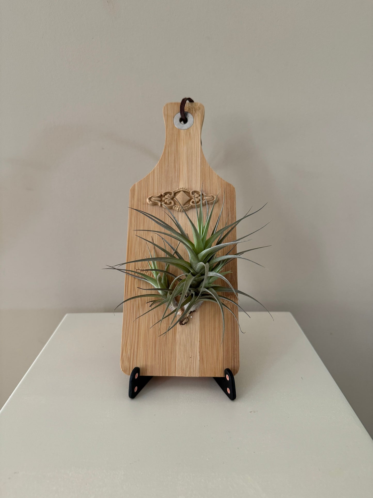 Airplant and diamond