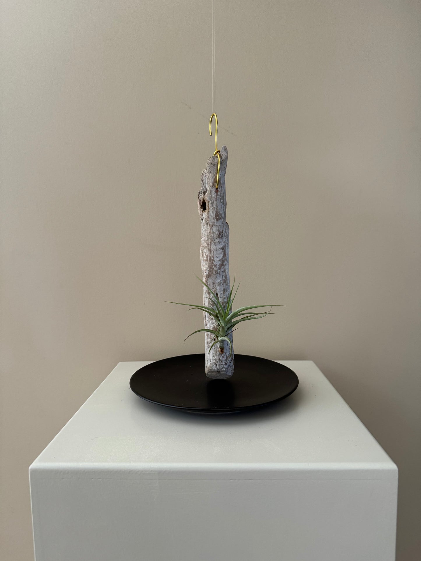 Driftwood & Air Plant 10