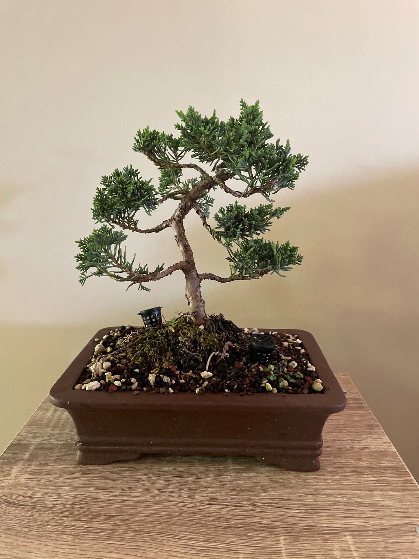 Bonsai 4