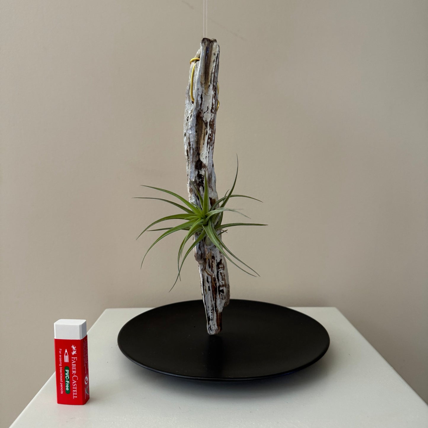 Driftwood & Air Plant 11