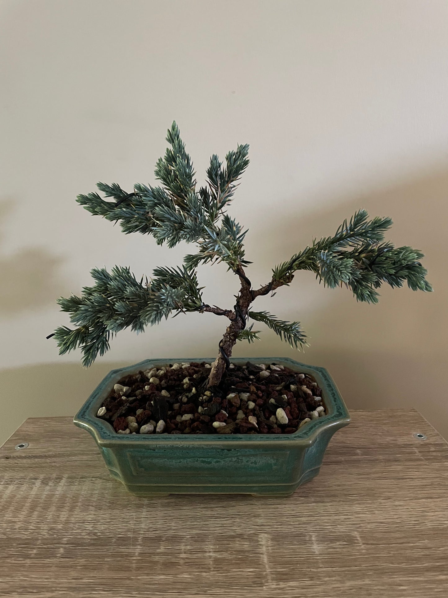Bonsai 1