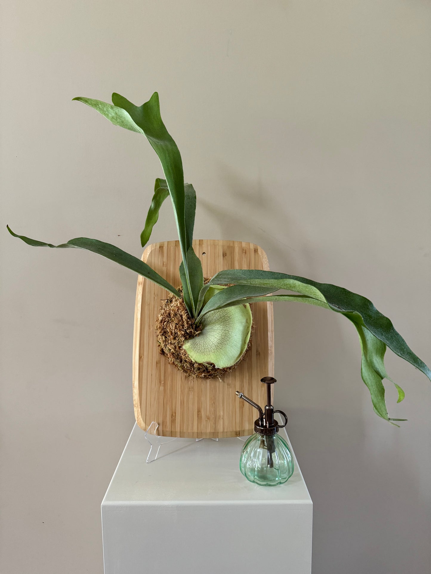 Extra Large Board Mounted Staghorn in Kokedama Style