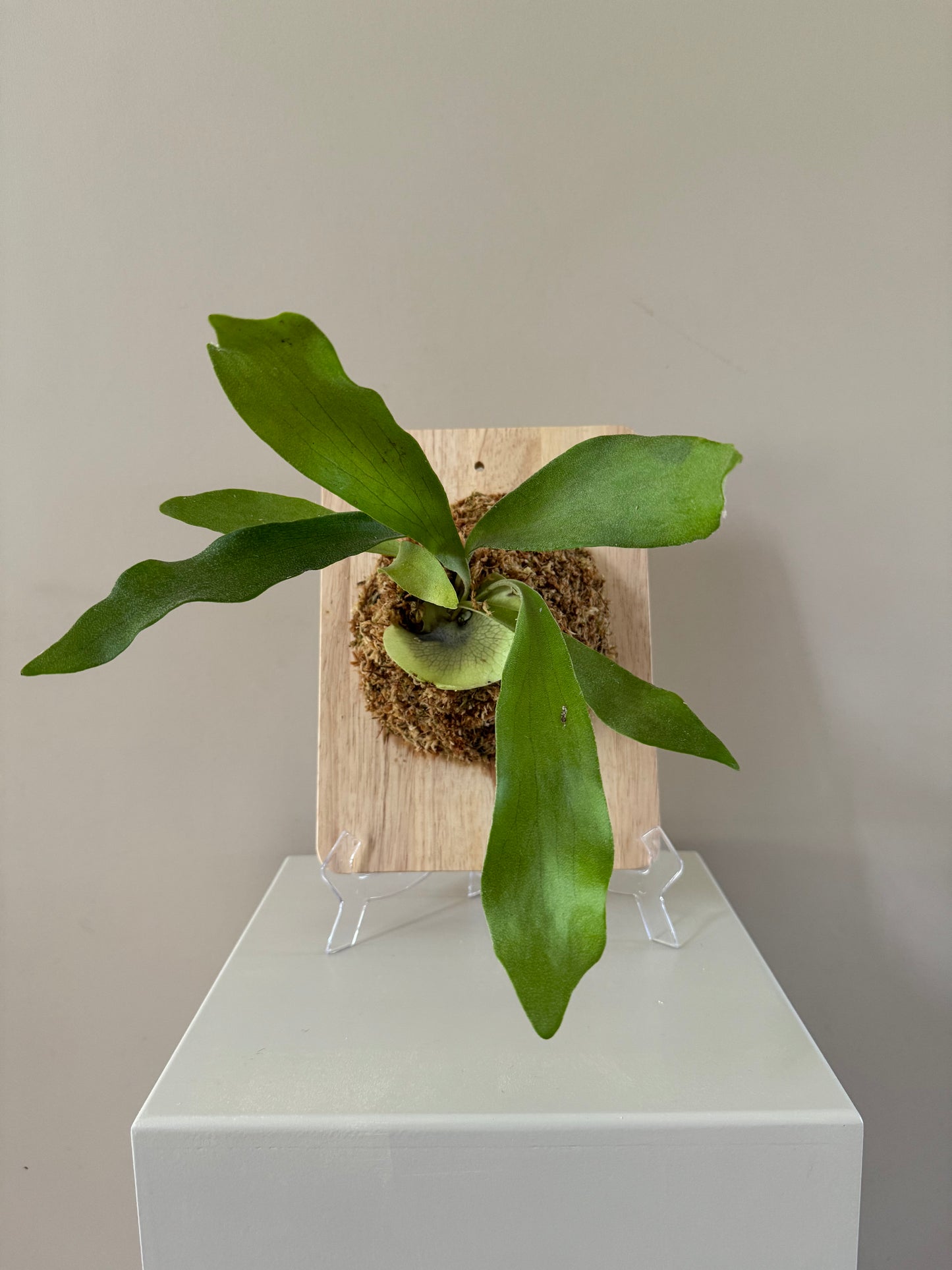 Board Mounted Staghorn (Medium) in Kokedama Style #M1