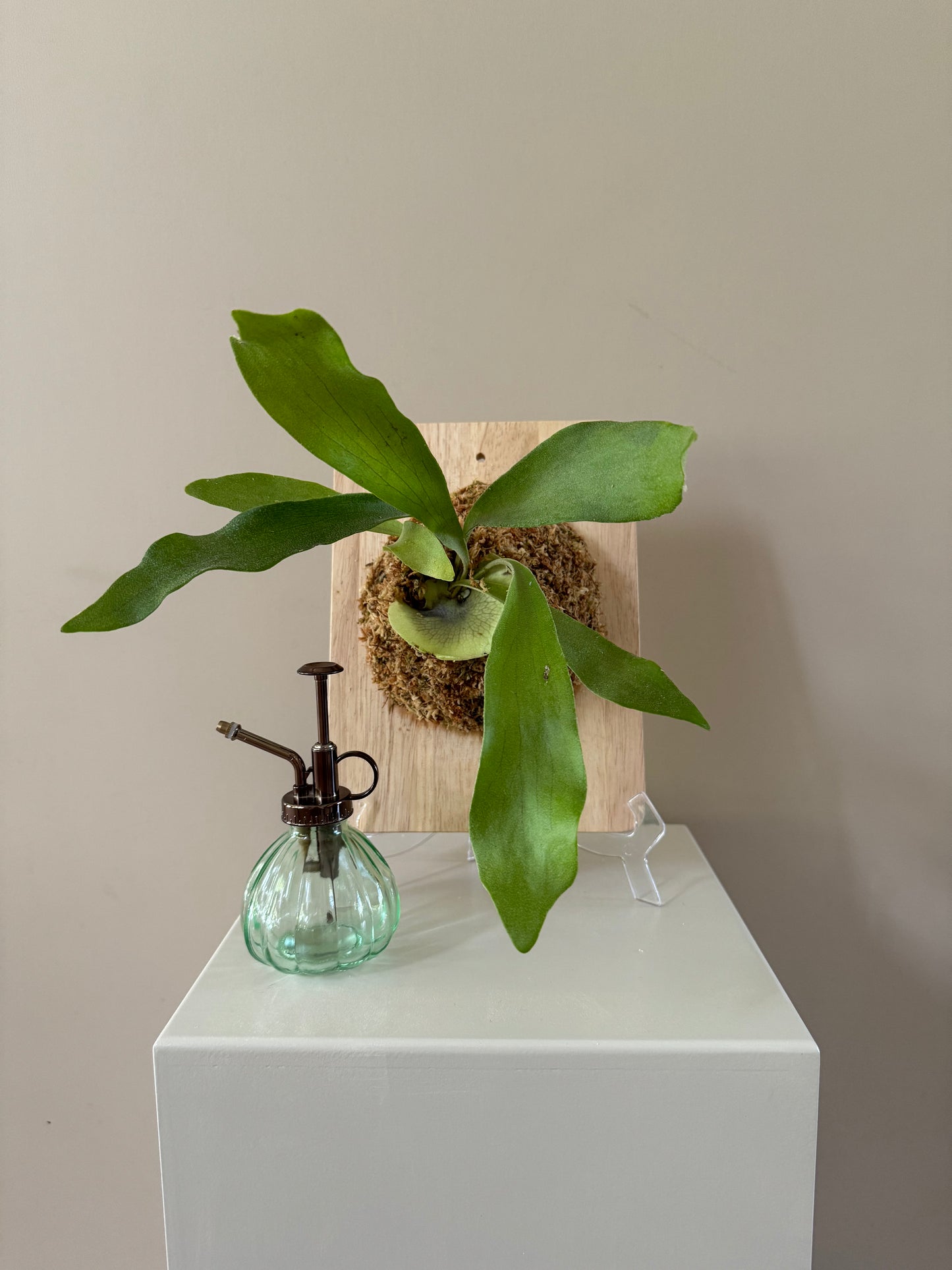Board Mounted Staghorn (Medium) in Kokedama Style #M1