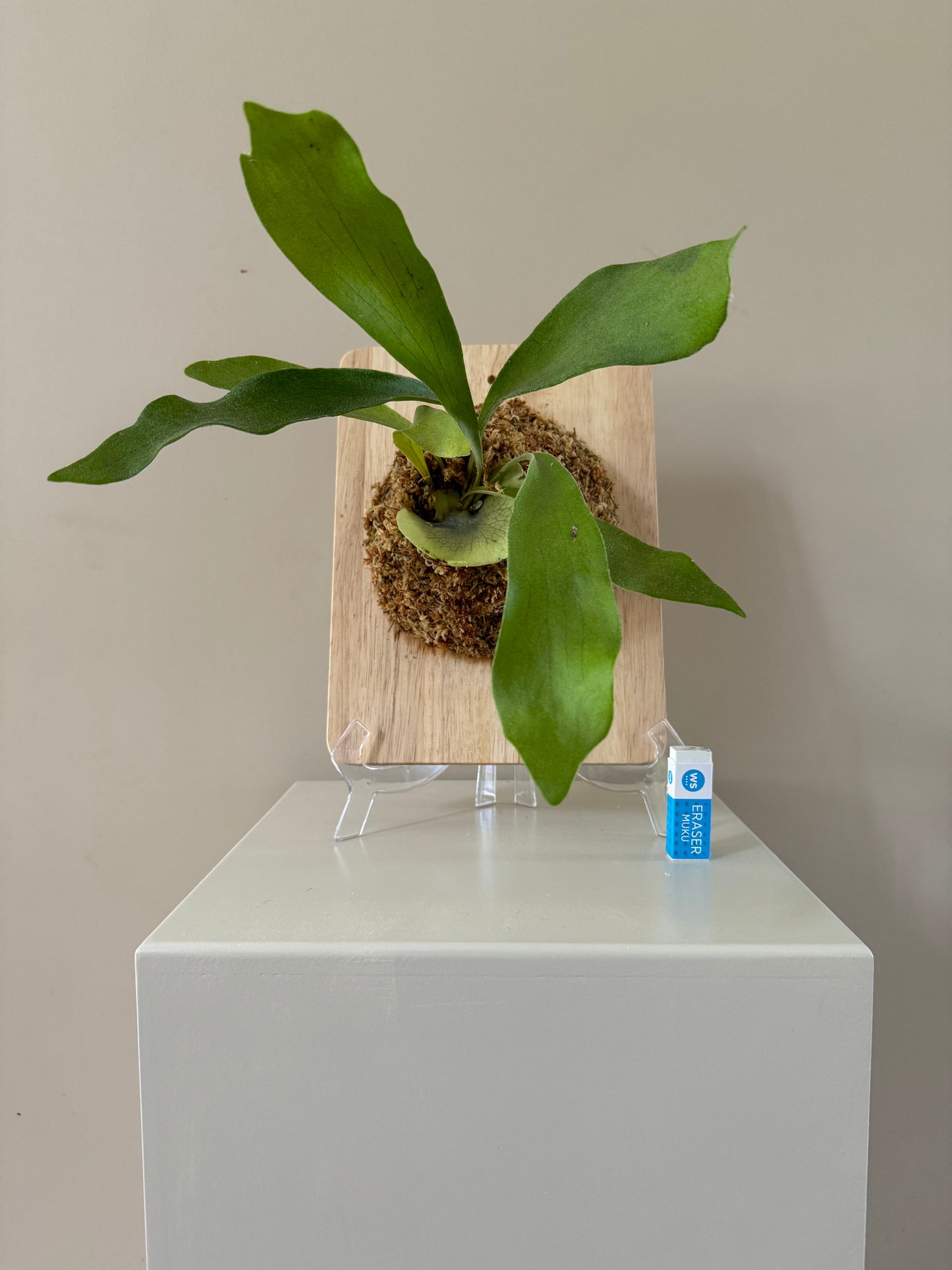 Board Mounted Staghorn (Medium) in Kokedama Style #M1
