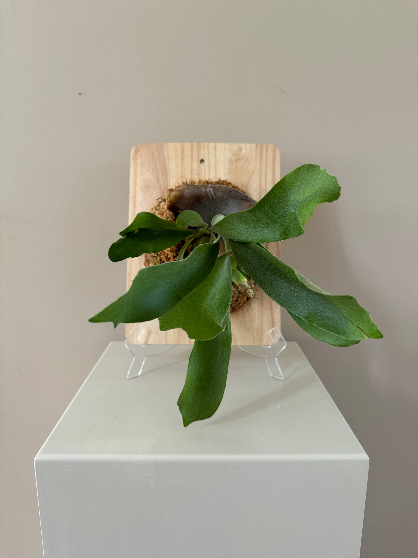Board Mounted Staghorn (Medium) in Kokedama Style #M2