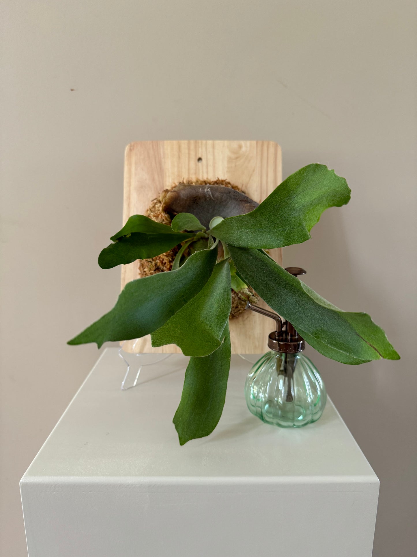 Board Mounted Staghorn (Medium) in Kokedama Style #M2