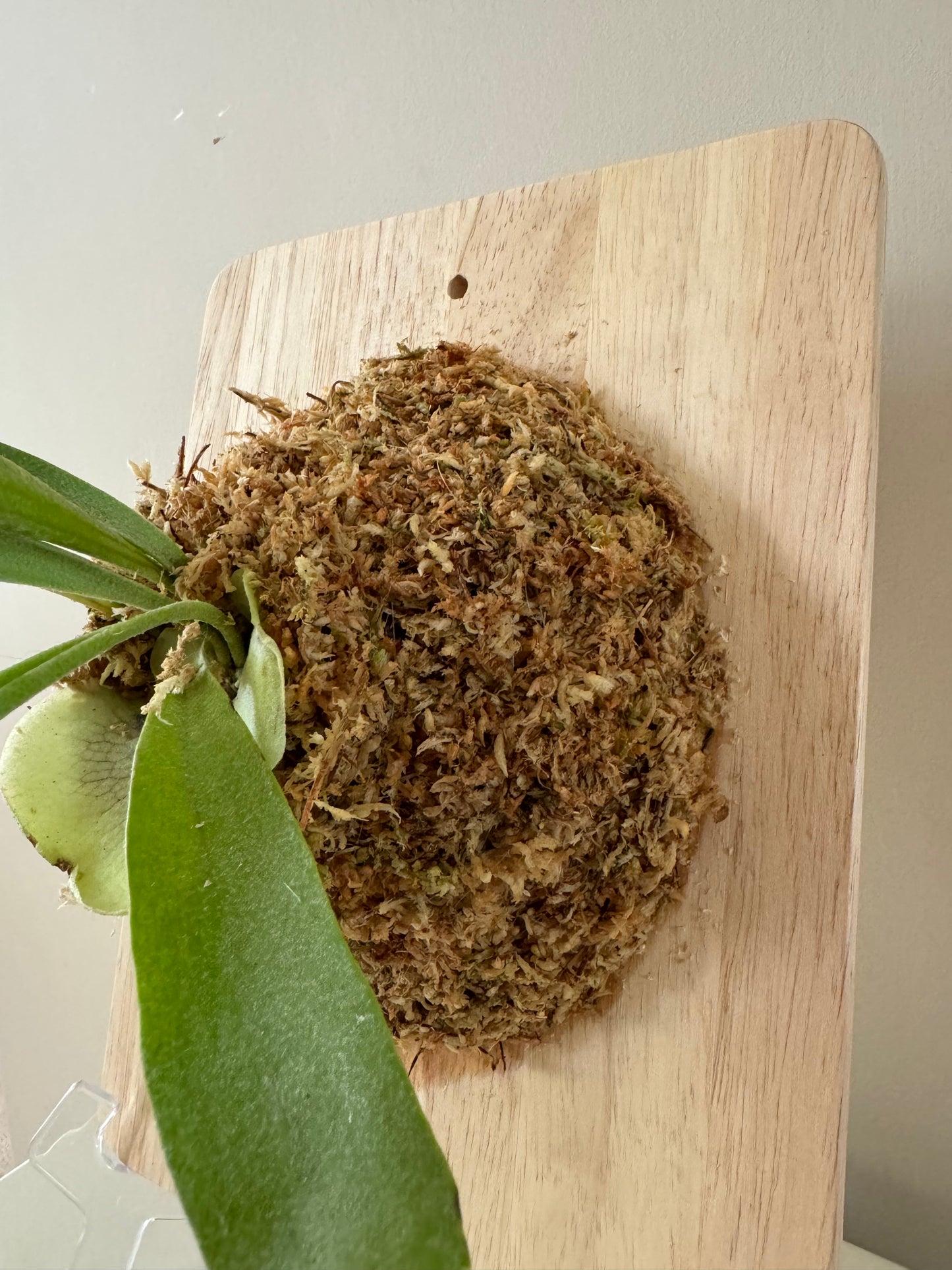 Board Mounted Staghorn (Medium) in Kokedama Style #M1