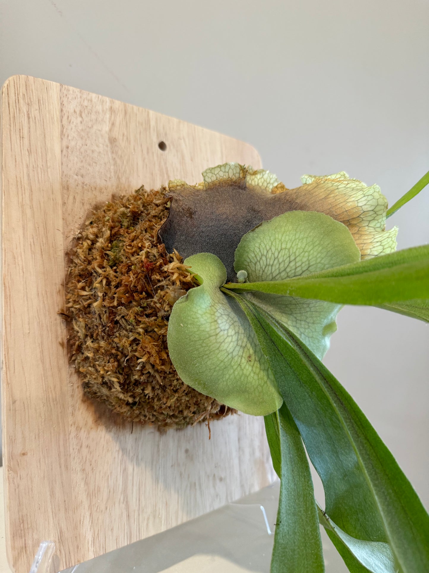 Board Mounted Staghorn (Medium) in Kokedama Style #M3