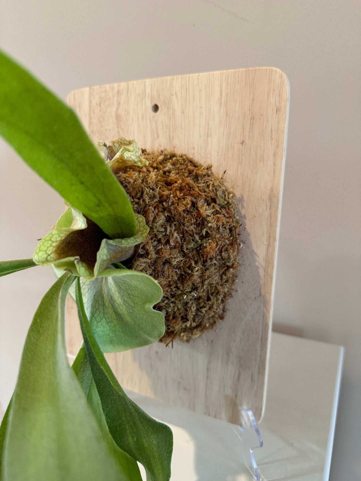 Board Mounted Staghorn (Medium) in Kokedama Style #M3