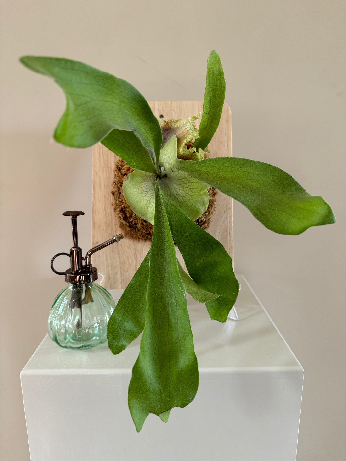 Board Mounted Staghorn (Medium) in Kokedama Style #M3