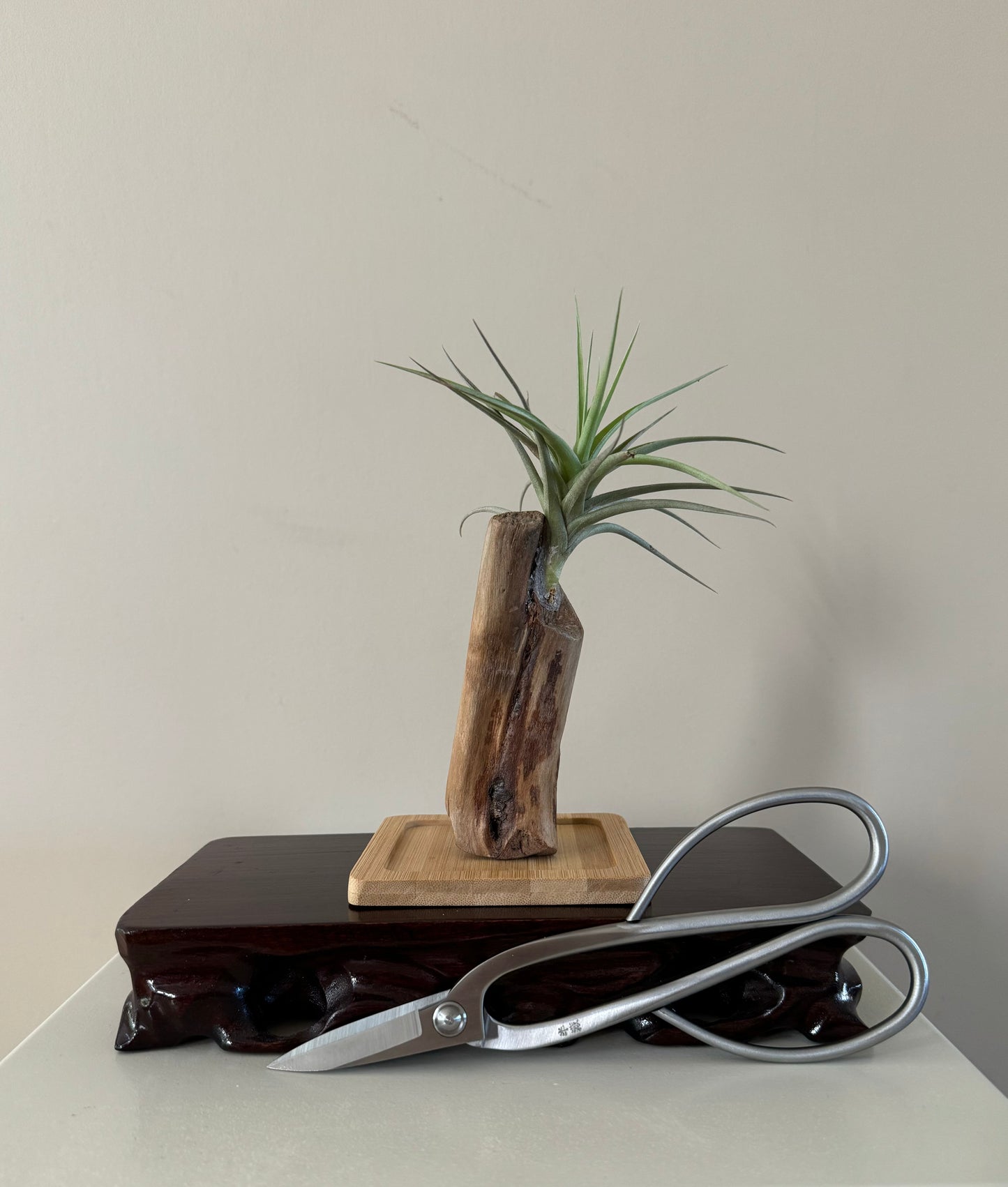 Driftwood & Air plant 2