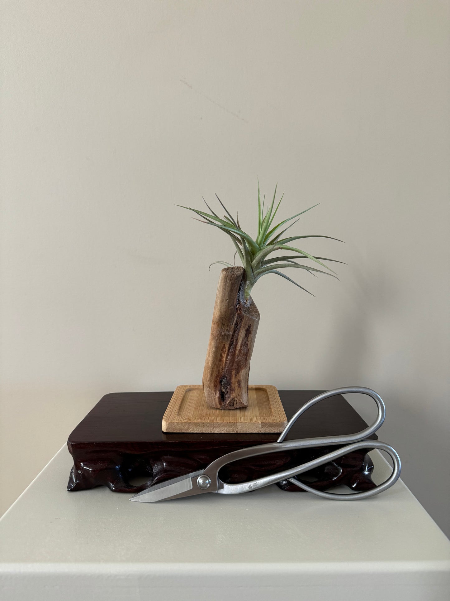 Driftwood & Air plant 2