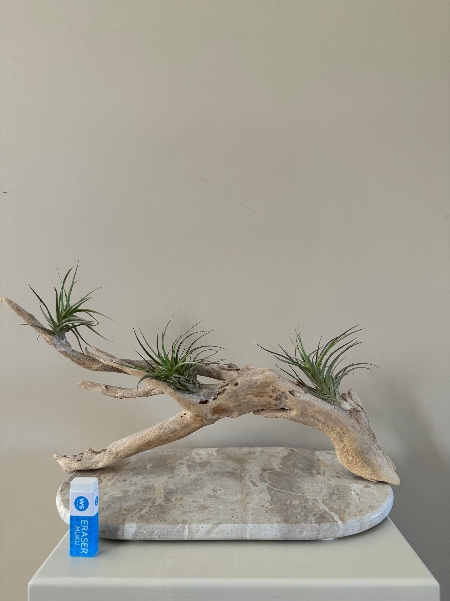Driftwood with 3 Air Plants