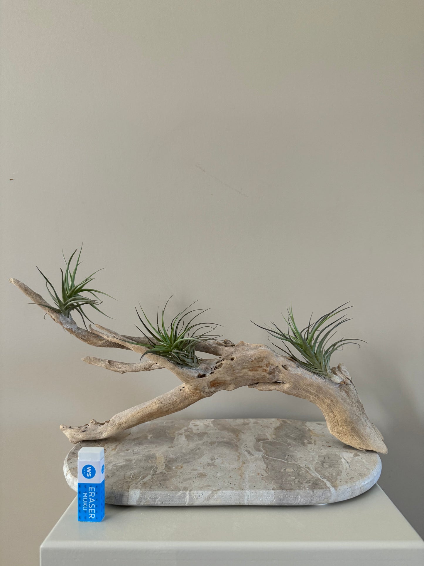 Driftwood with 3 Air Plants