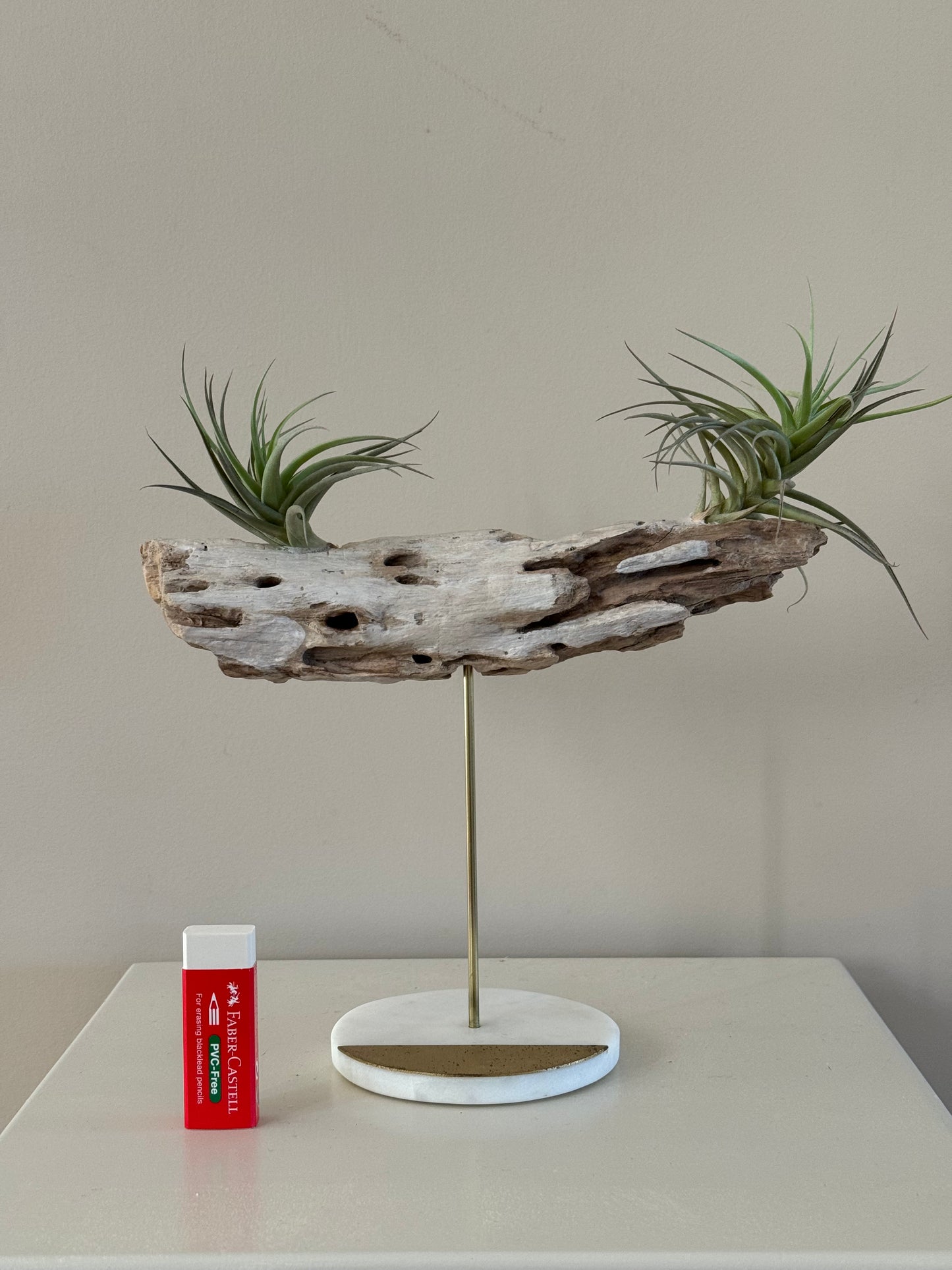 Driftwood with Two Air Plants
