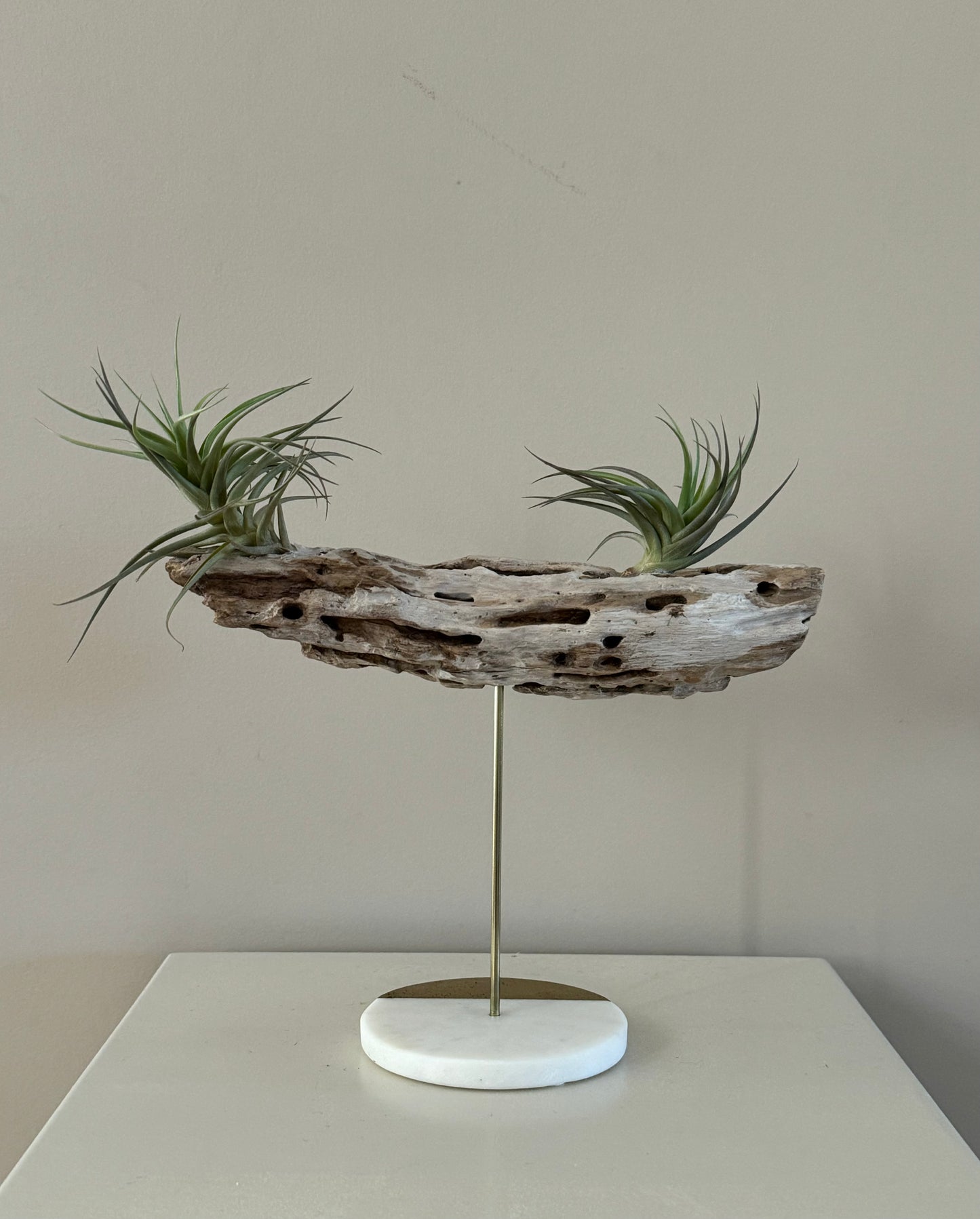 Driftwood with Two Air Plants