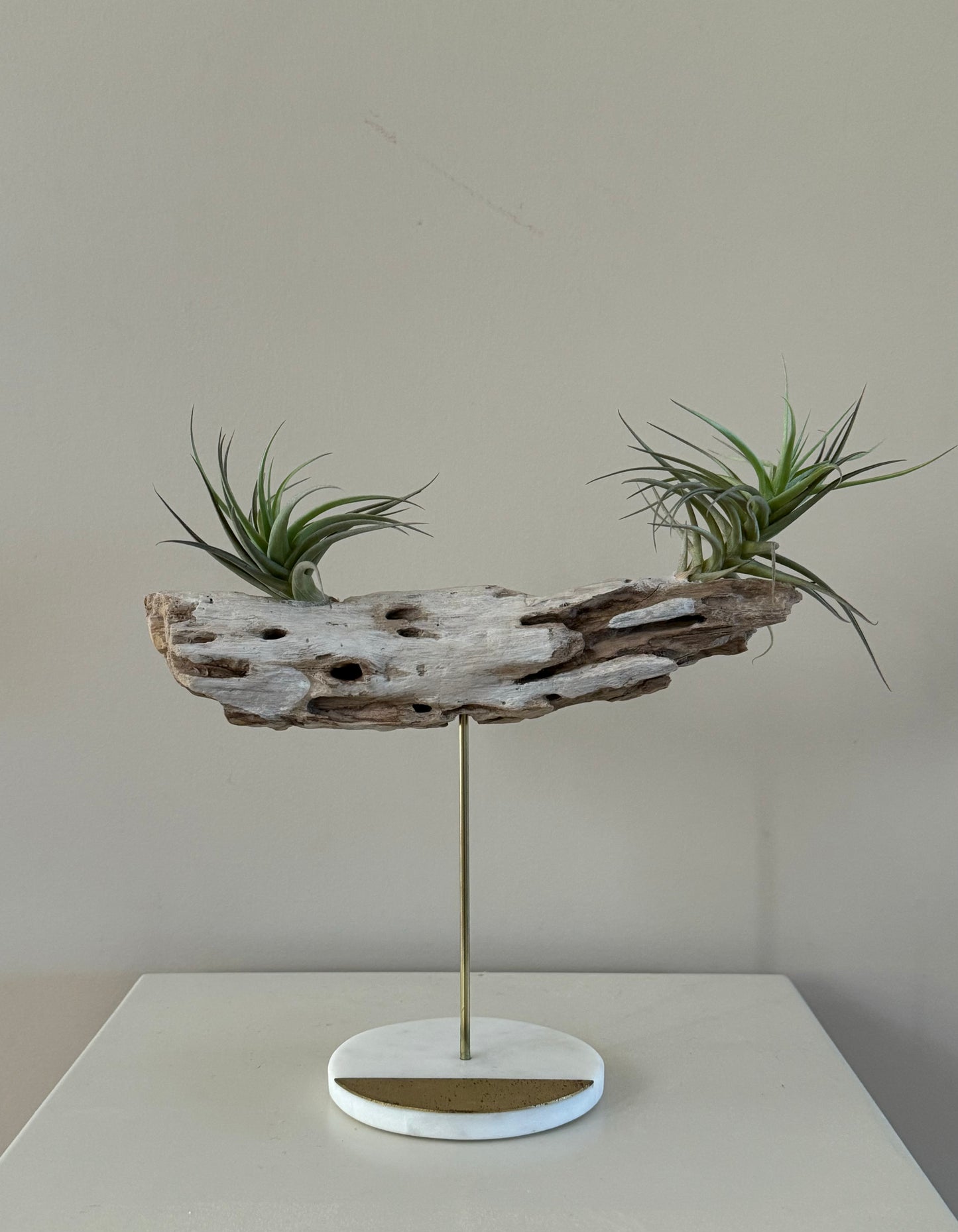 Driftwood with Two Air Plants
