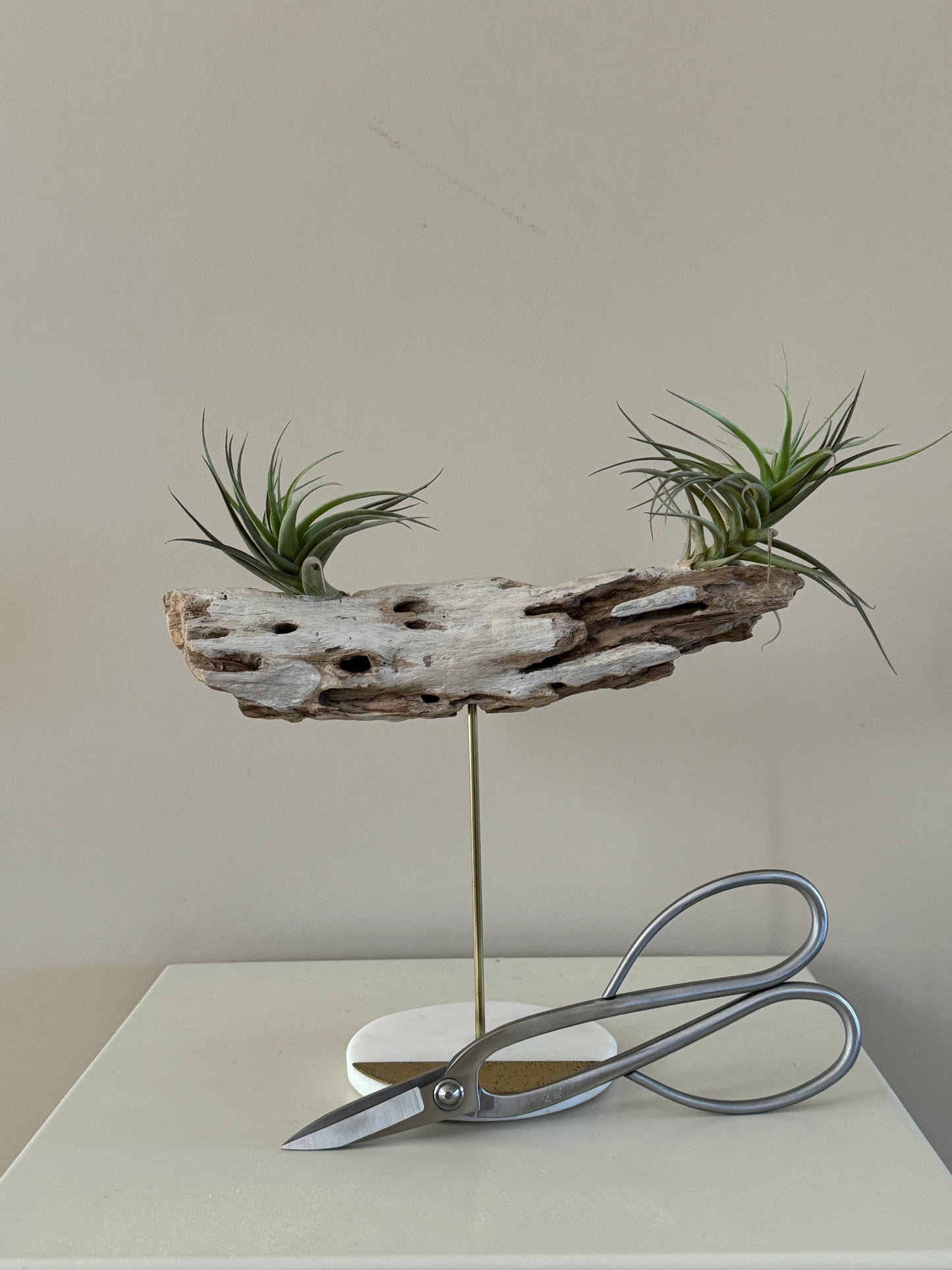 Driftwood with Two Air Plants