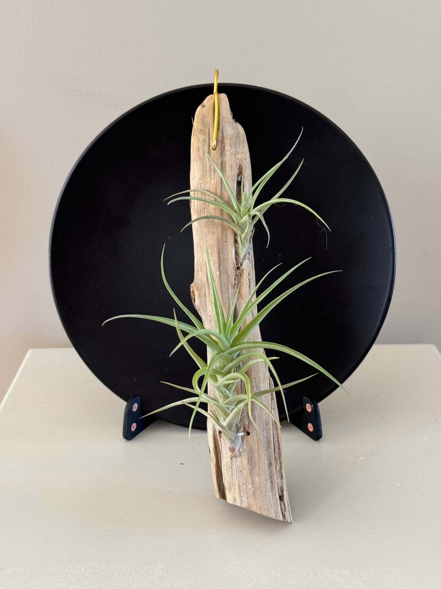 Driftwood & 2 Air Plants