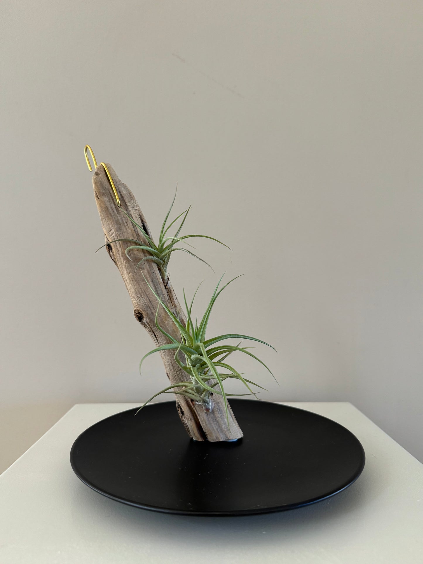 Driftwood & 2 Air Plants