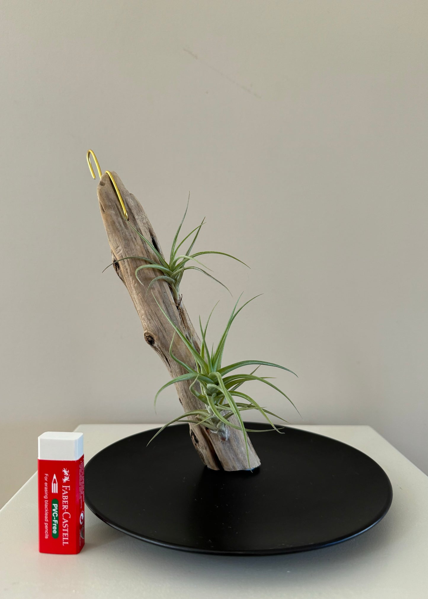 Driftwood & 2 Air Plants