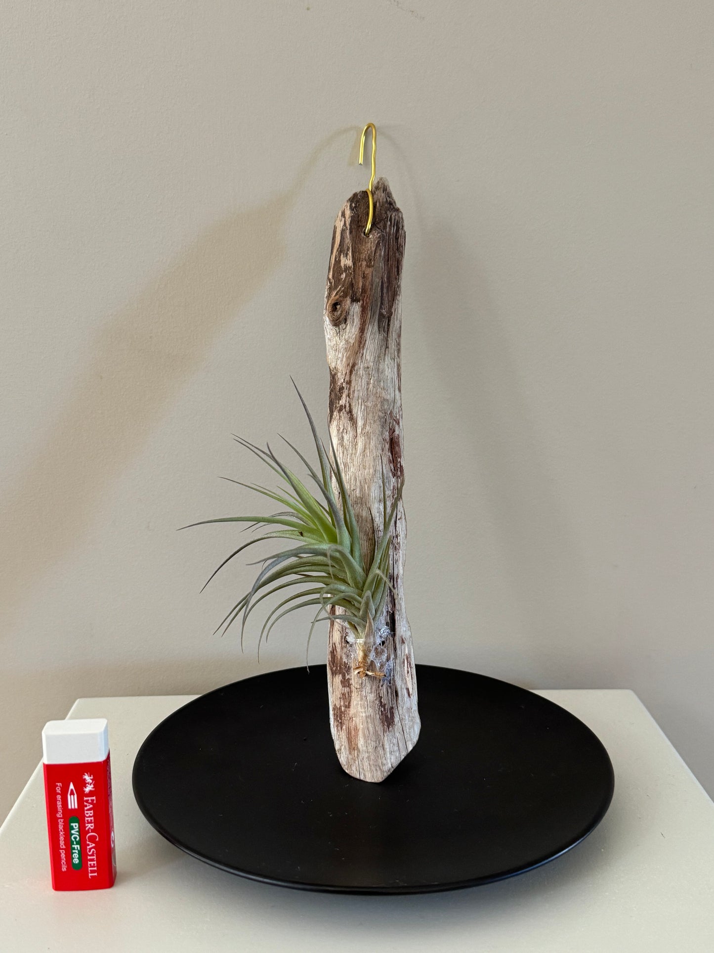Driftwood & Air Plant 4