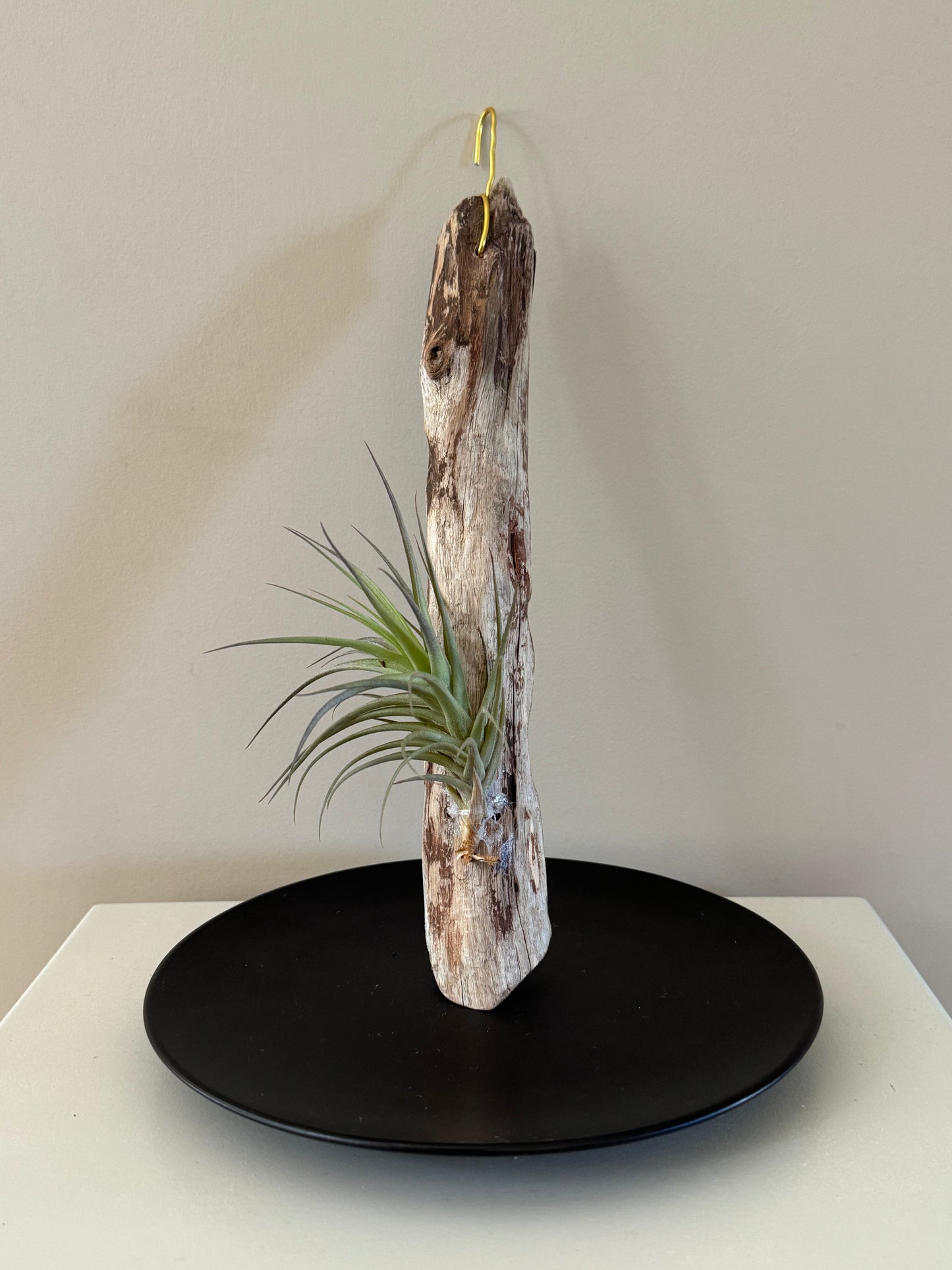 Driftwood & Air Plant 4