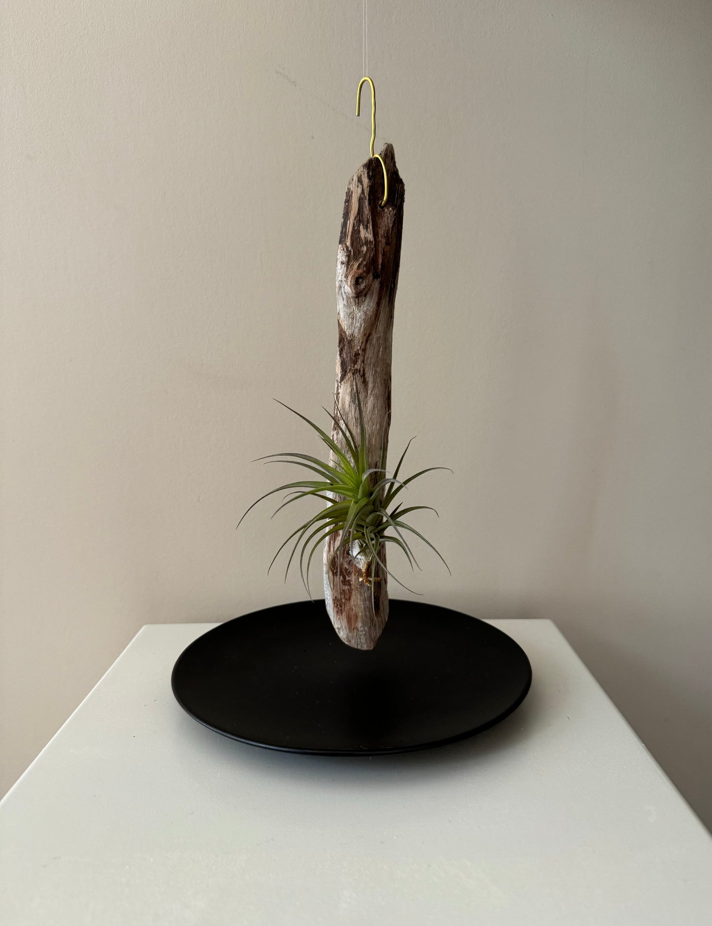 Driftwood & Air Plant 5