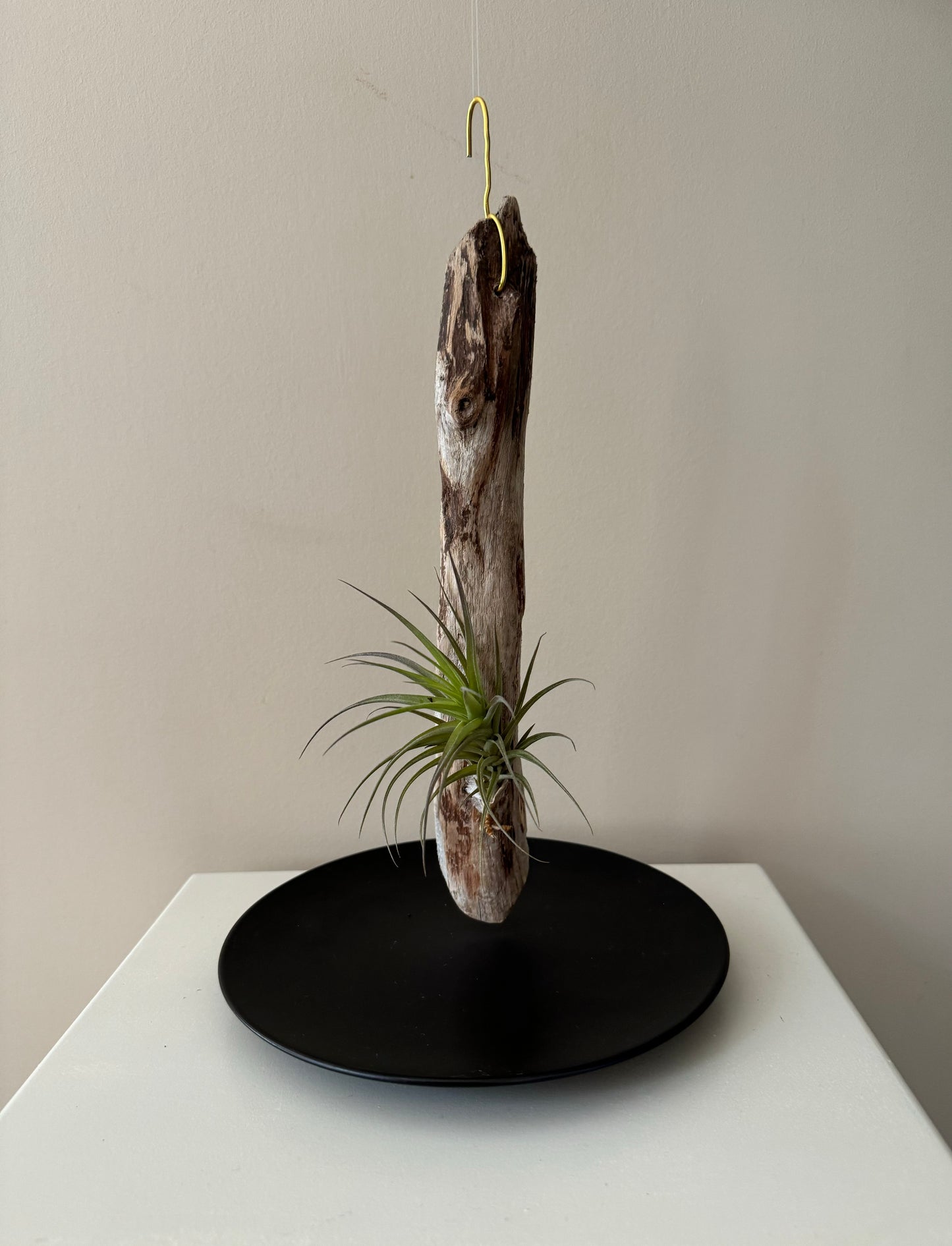 Driftwood & Air Plant 5