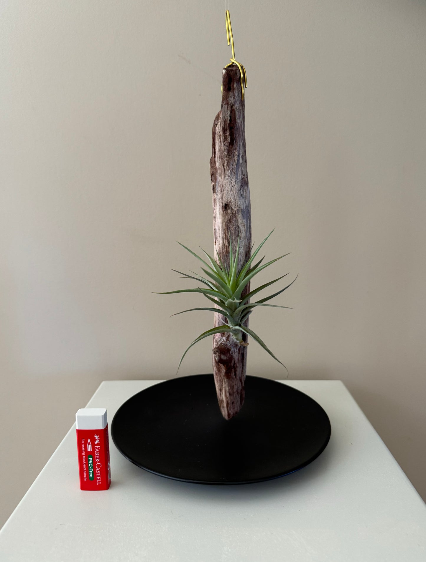 Driftwood & Airplant 1