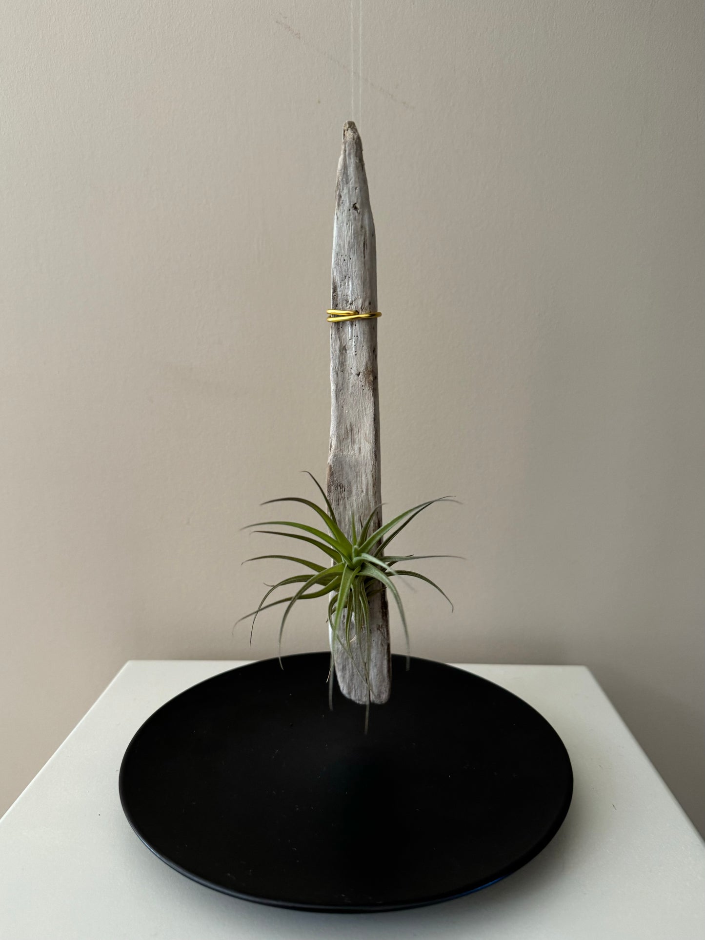 Driftwood & Air Plant 7