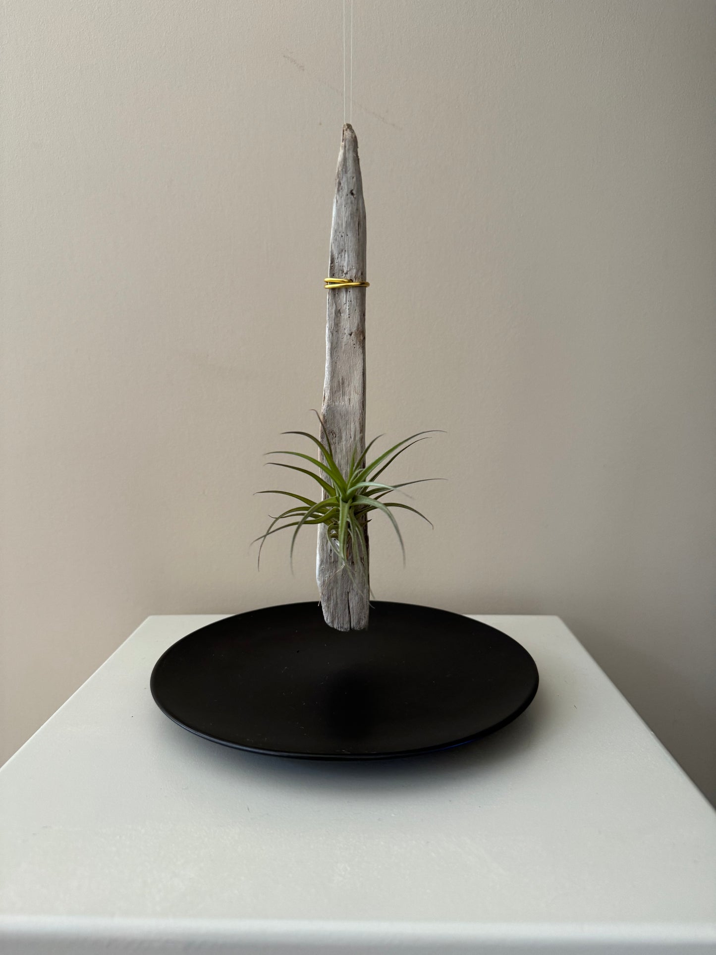 Driftwood & Air Plant 7