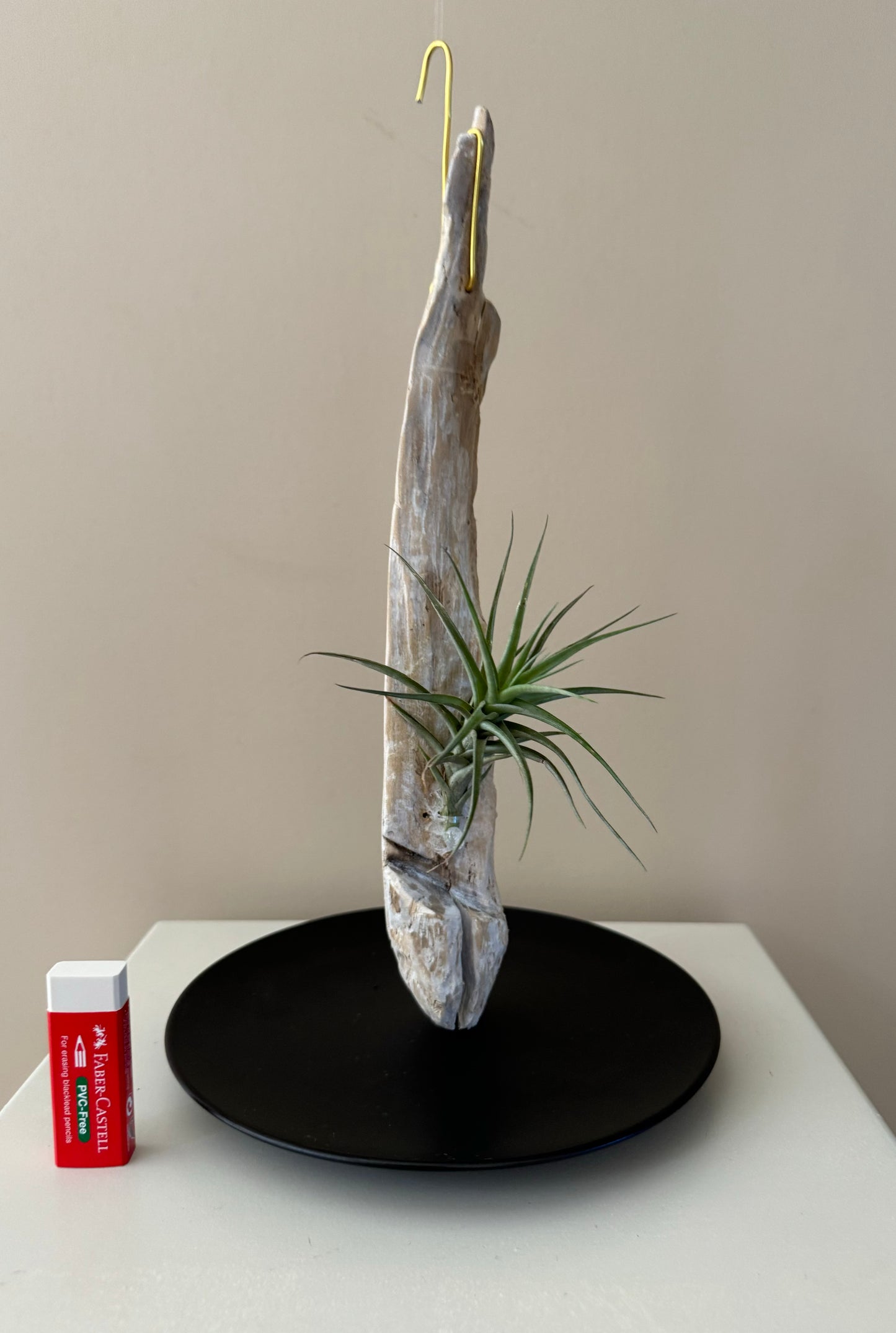 Driftwood & Air Plant 8