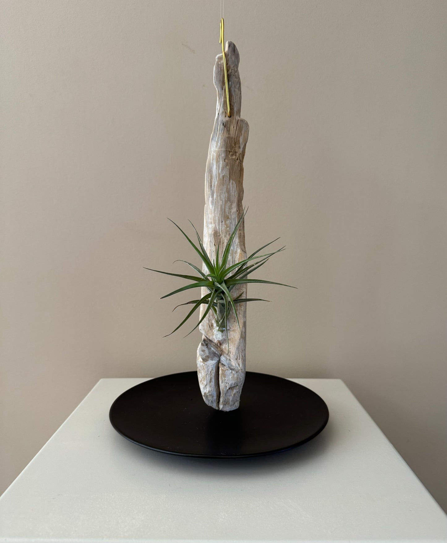 Driftwood & Air Plant 8