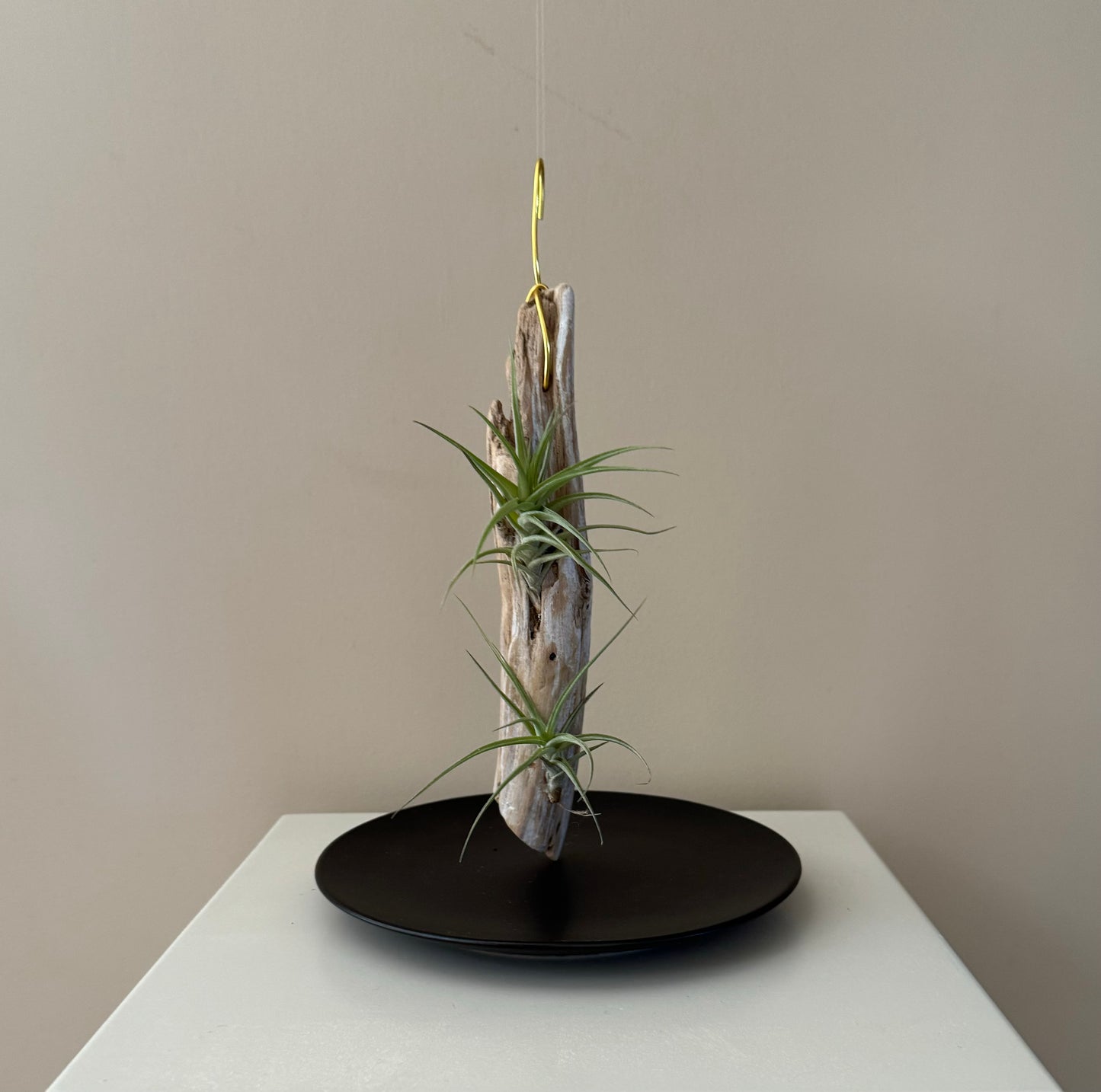 Driftwood & 2 Air Plants
