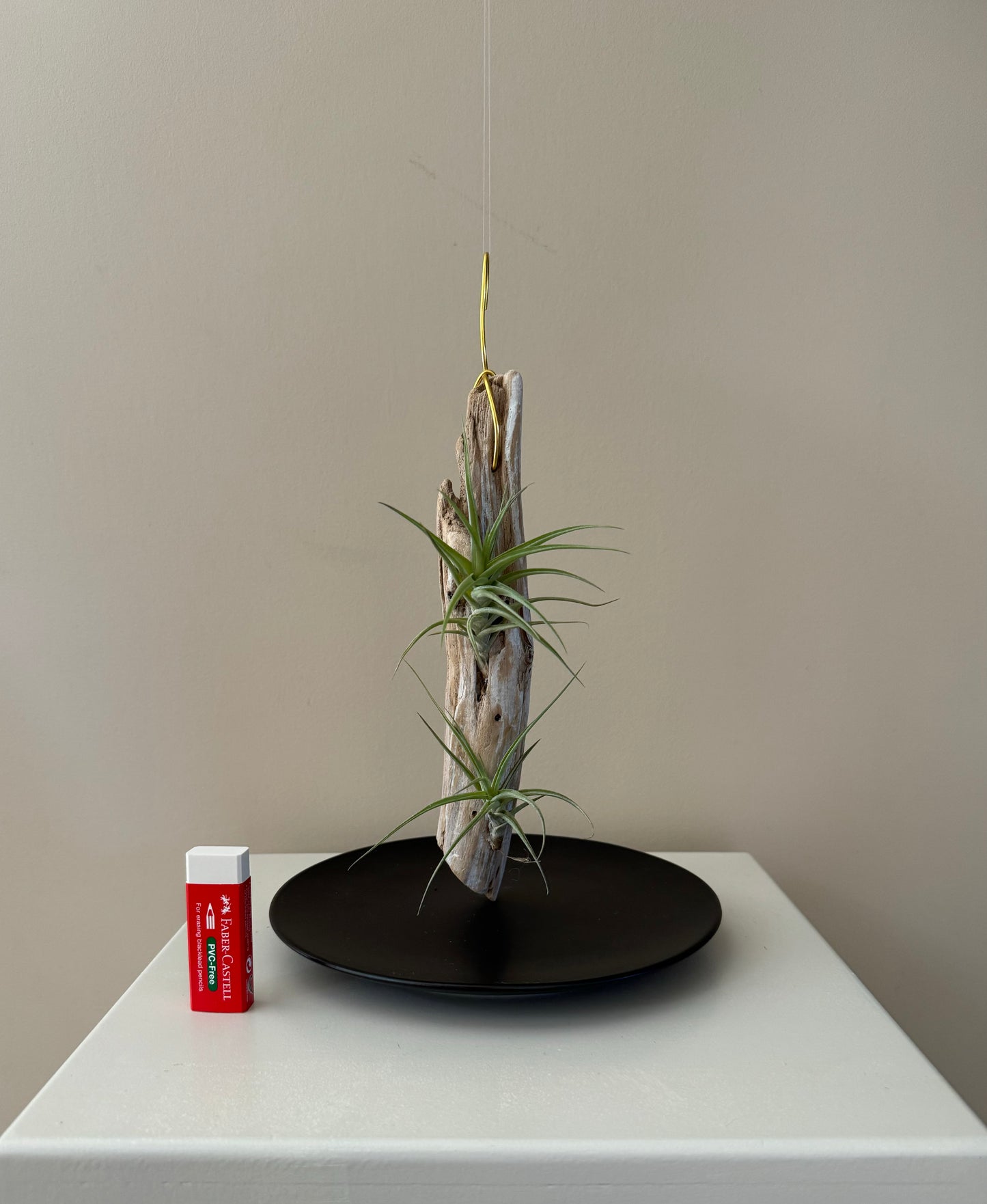 Driftwood & 2 Air Plants