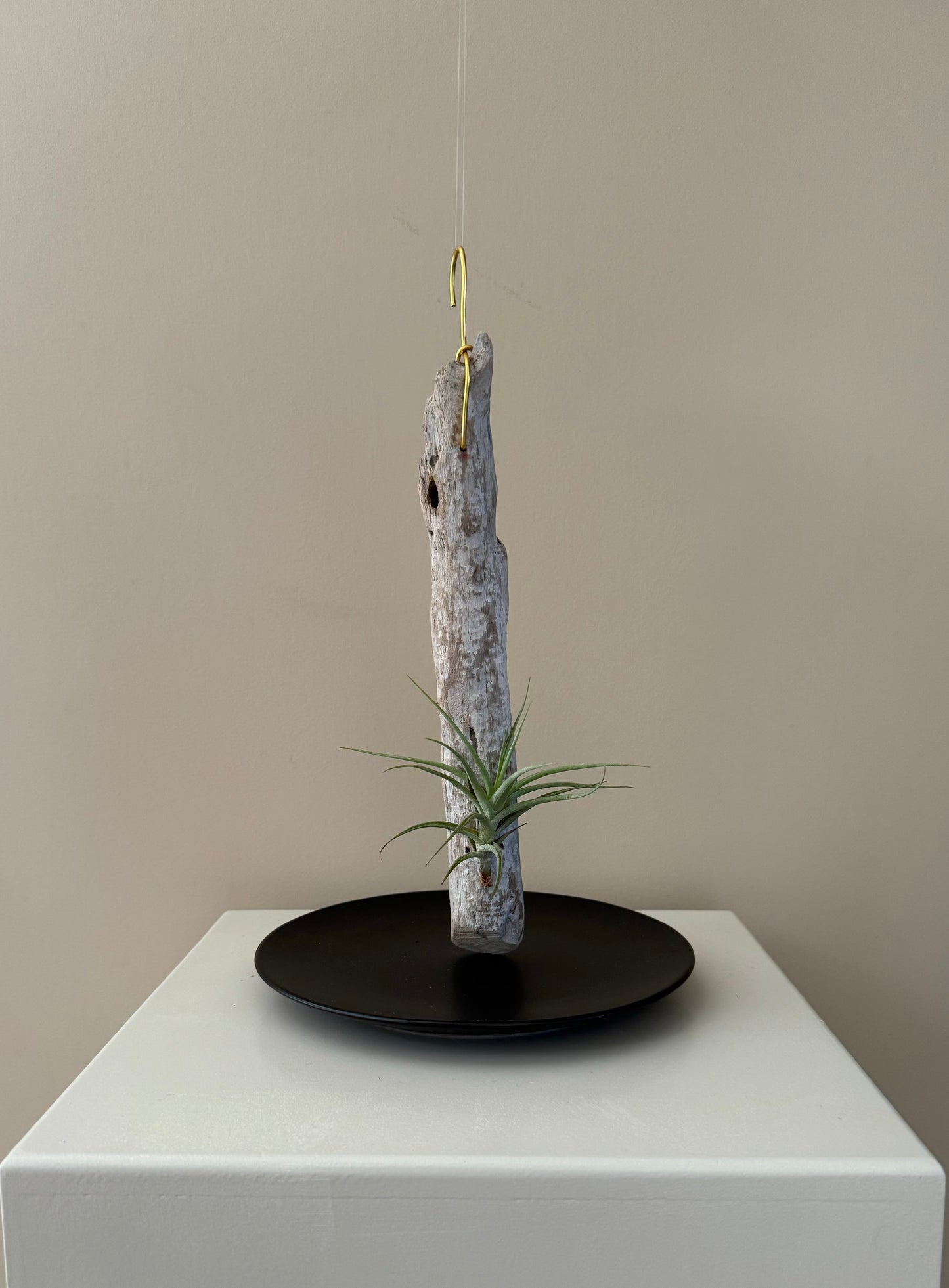 Driftwood & Air Plant 9