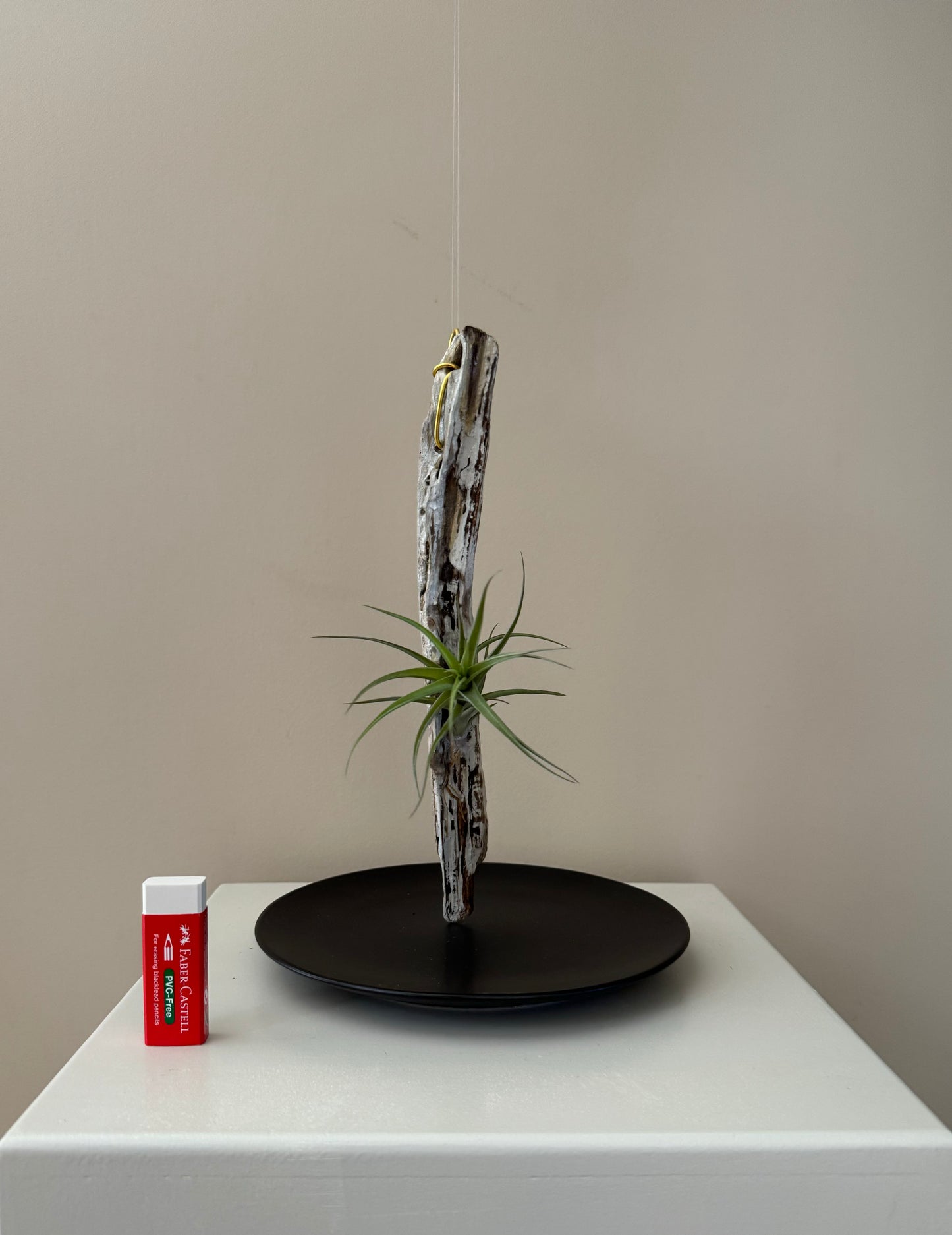 Driftwood & Air Plant 11