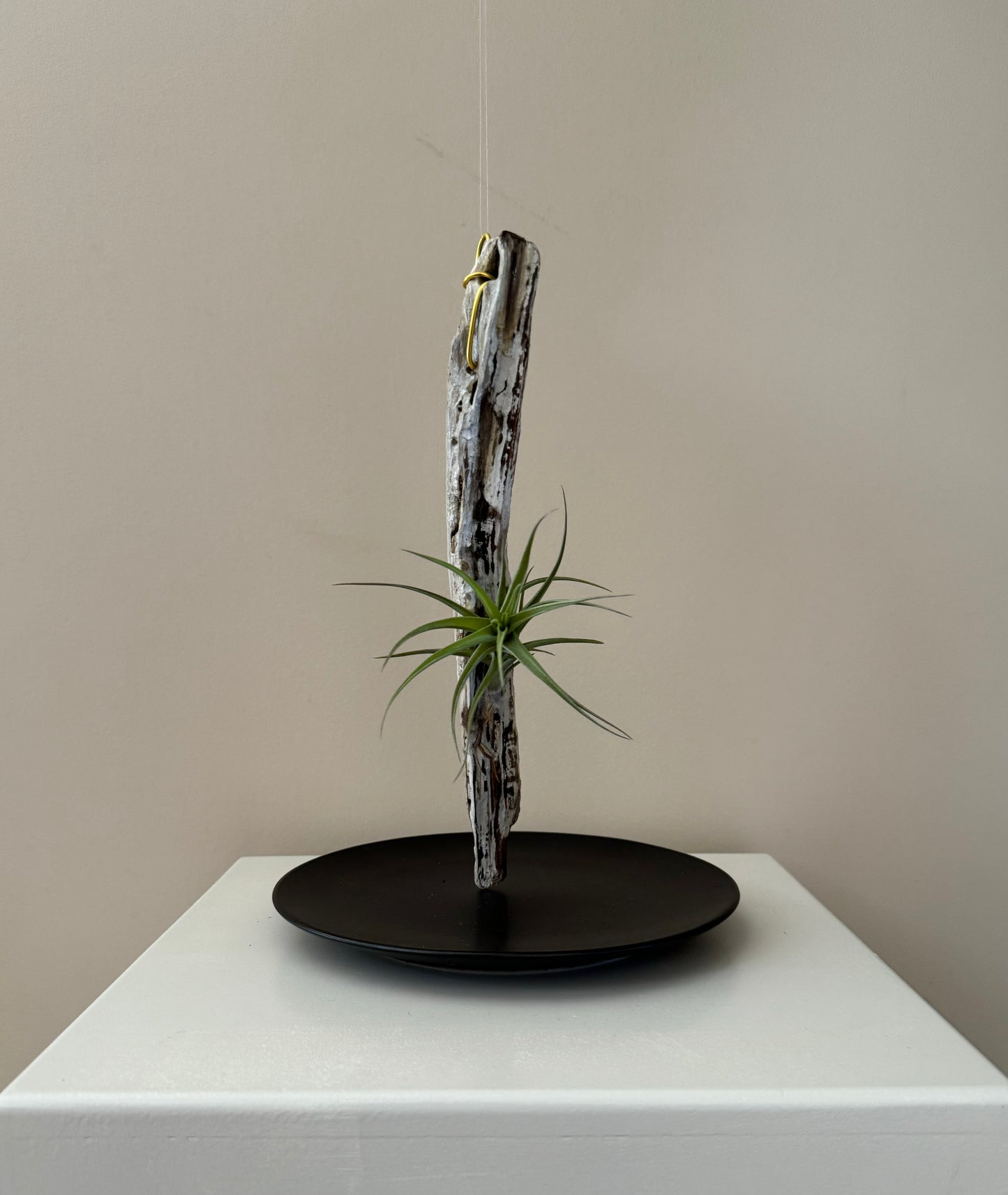 Driftwood & Air Plant 11