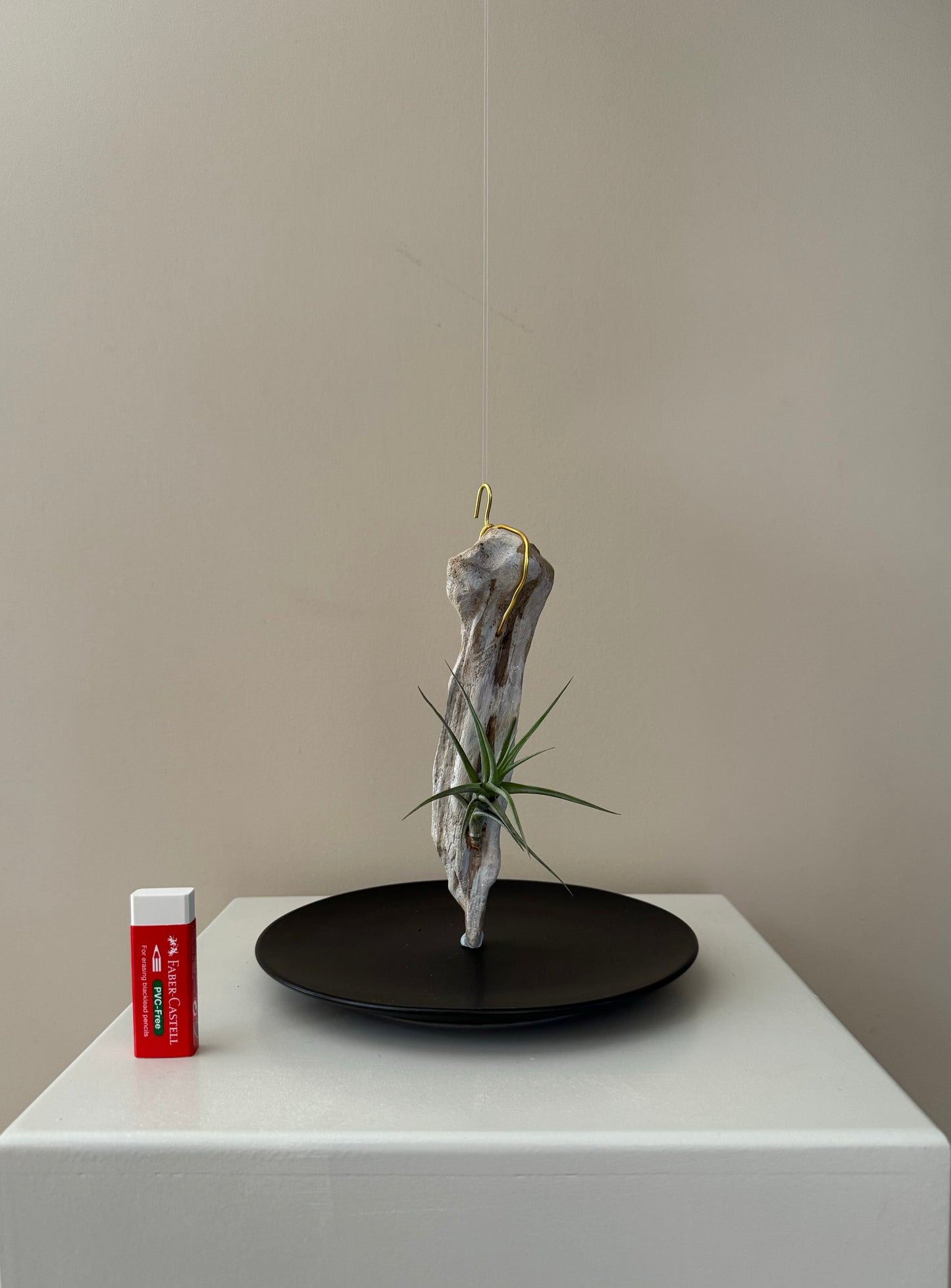 Driftwood & Airplant 12