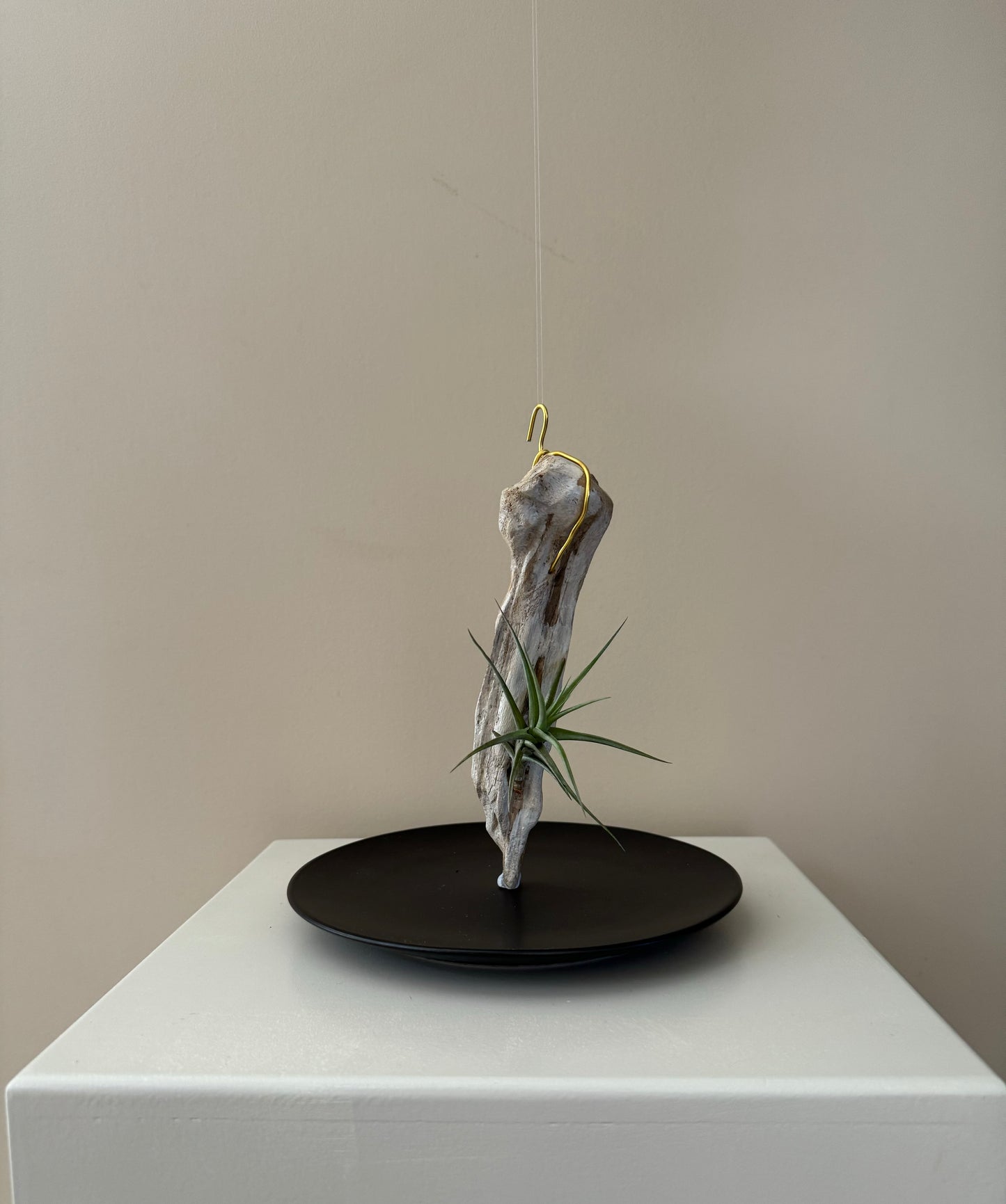 Driftwood & Airplant 12