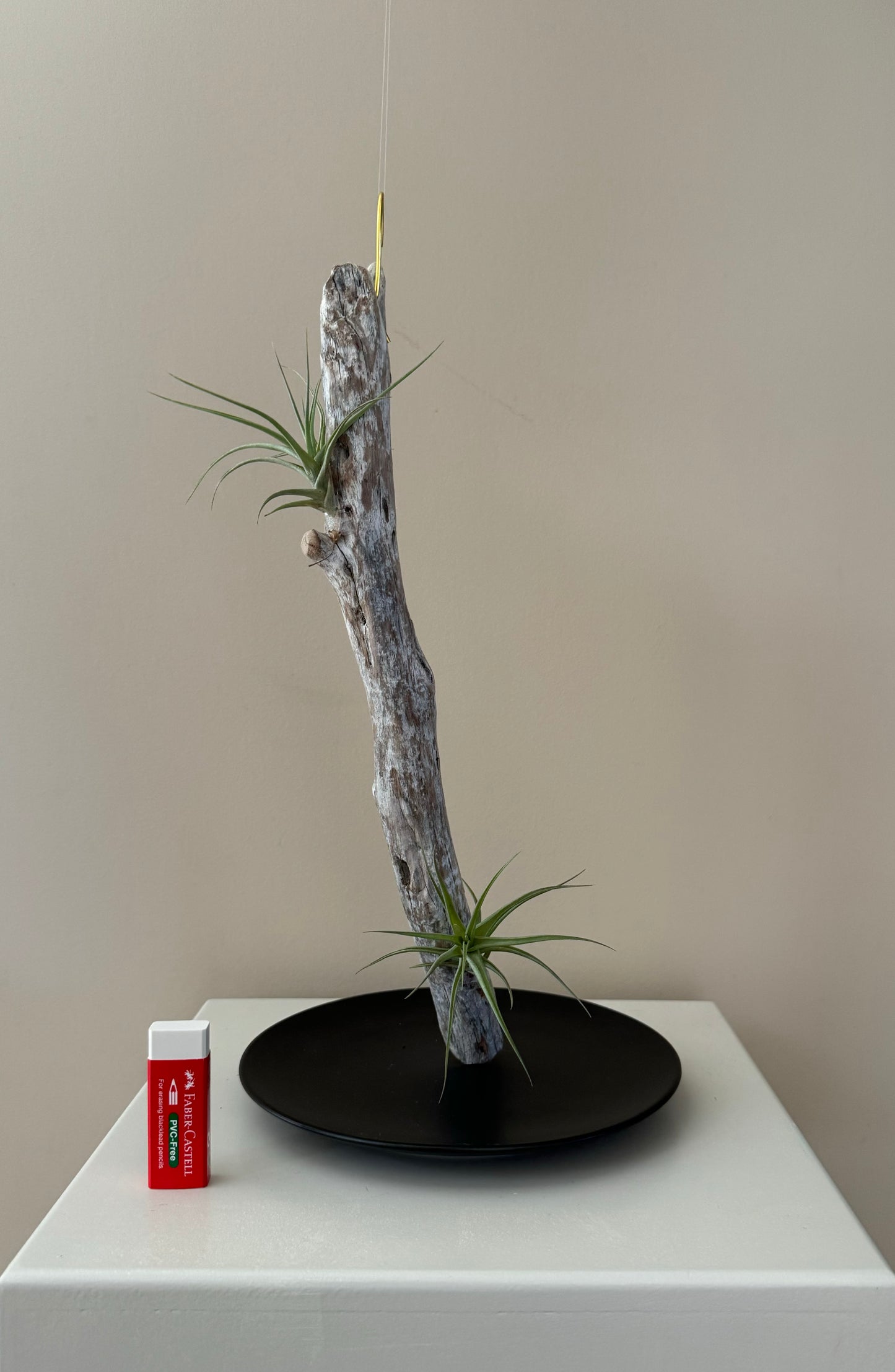 Driftwood & 2 Air Plants