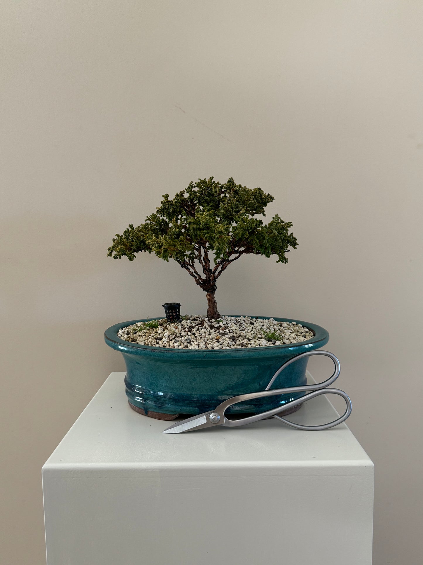 Sawara Cypress Bonsai 4